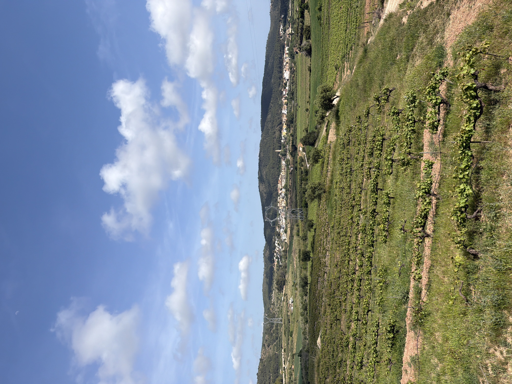This media file displays a panoramic landscape, likely in Bonastre, Spain, characterized by sprawling vineyards, rolling hills, and a distant village under a bright sky.
In the foreground, rows of grapevines with vibrant green leaves are clearly visible. These vines are planted in tilled, reddish-brown soil, interspersed with strips of green grass and weeds. The gnarled, dark wood of some older vine trunks can be seen, indicating established cultivation.
Moving into the midground, the landscape continues with more cultivated fields and vineyards, stretching towards a prominent, tree-covered hill. Along the base of this hill, a cluster of buildings forms a village, its white and light-colored structures contrasting with the dark green forest behind it. Several tall, metal power pylons and their accompanying lines traverse the midground, adding a touch of industrial presence to the otherwise natural and agricultural scene.
The background is dominated by a large, densely forested hill that rises behind the village, defining the horizon. The sky is a clear, brilliant blue, dotted with scattered white cumulus clouds, suggesting a sunny and pleasant day. The lush greenery across the vineyards and fields indicates late spring or early summer.
There are no people or specific activities taking place, presenting a tranquil, static view of the rural environment. No visible text is present in the image. The overall impression is one of peaceful rural life and natural beauty, strongly associated with wine-producing regions.