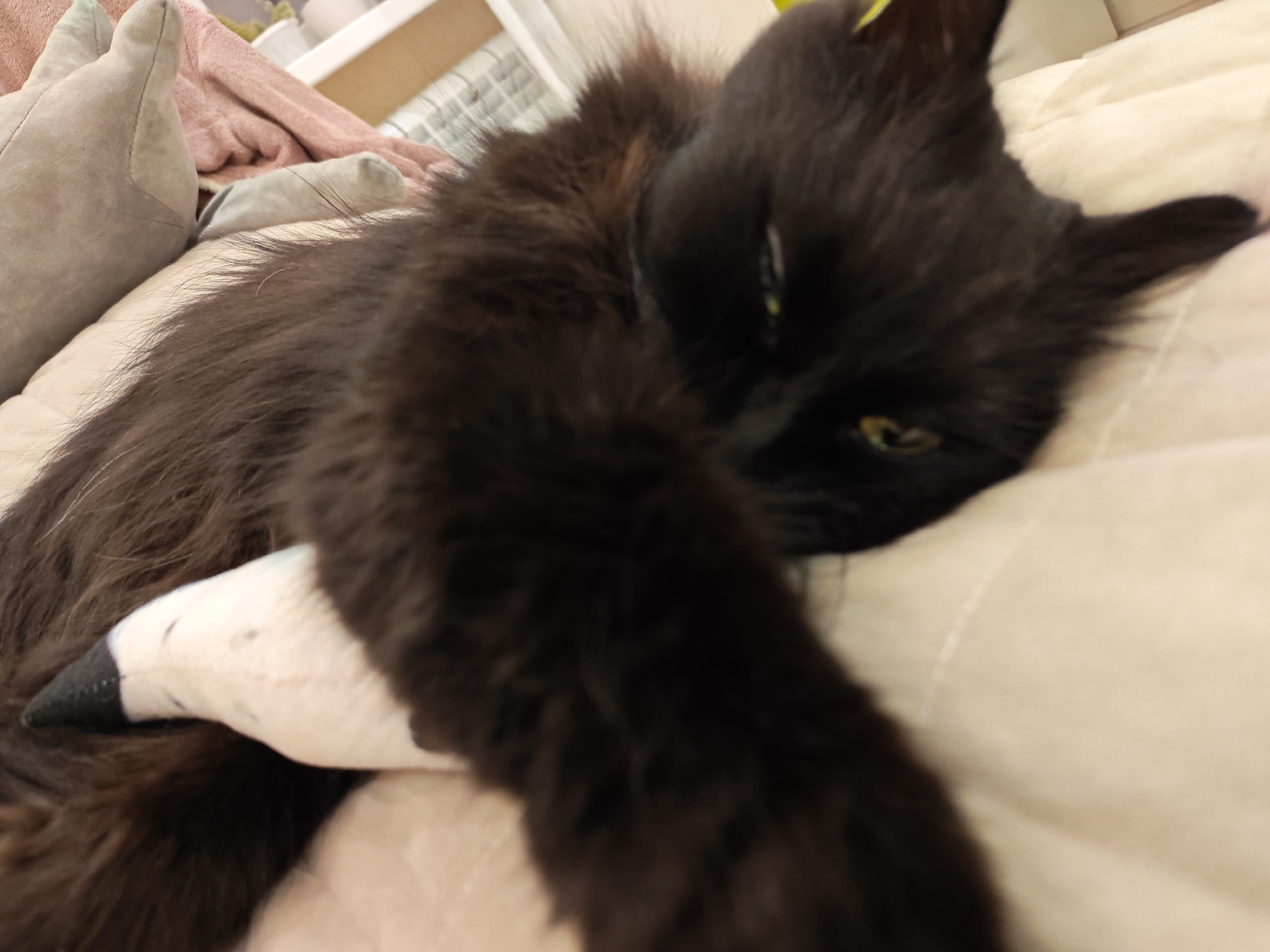 A black cat with long fur is lying on a light-colored surface, possibly a bed or sofa, with a stuffed toy under its front paw. The cat's head is resting on the toy, and its eyes are partially closed. The background is out of focus, but appears to be a domestic setting with pillows and blankets. The image does not contain information about the city of Kalmykovo, Russia.