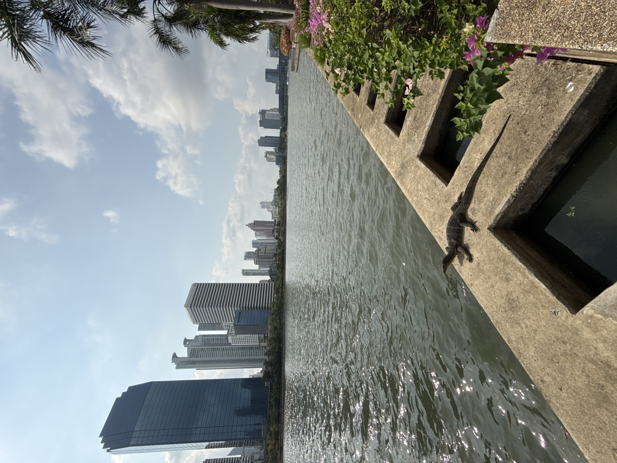 A reptile rests on a concrete structure near a body of water in Bangkok, Thailand. The reptile, a monitor lizard, is dark gray, with a long tail. It appears to be halfway off the concrete structure. The concrete structure, which forms the bank of the waterway, has square openings. Green plants and purple flowers grow along the top of the structure. The body of water reflects sunlight. Tall buildings line the opposite shore of the waterway. A few trees are in the background, and a palm tree frond is in the upper left corner of the image. The sky is partly cloudy.