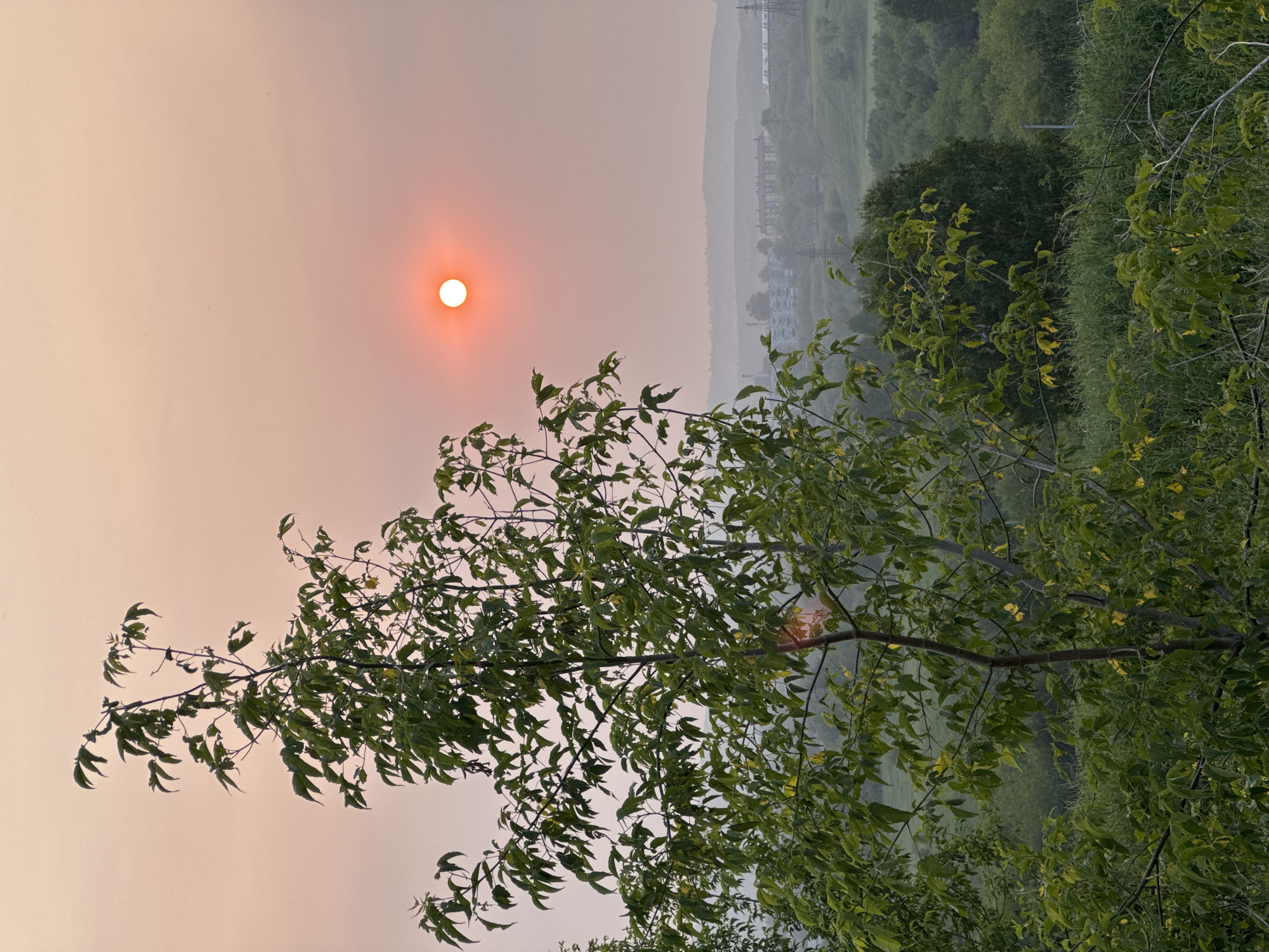 A hazy, orange-tinted sun hangs in the pale sky above a landscape dotted with low-rise buildings and industrial structures, suggesting an urban or semi-urban environment. In the foreground, a leafy green tree dominates the left side of the frame, its branches reaching upwards. The background consists of rolling hills covered in lush green vegetation, creating a soft, blurred backdrop. The overall impression is one of a serene, albeit slightly muted, natural setting juxtaposed with signs of human settlement. This image could be located in Prokopyevsk, Russia, given the context of the request.