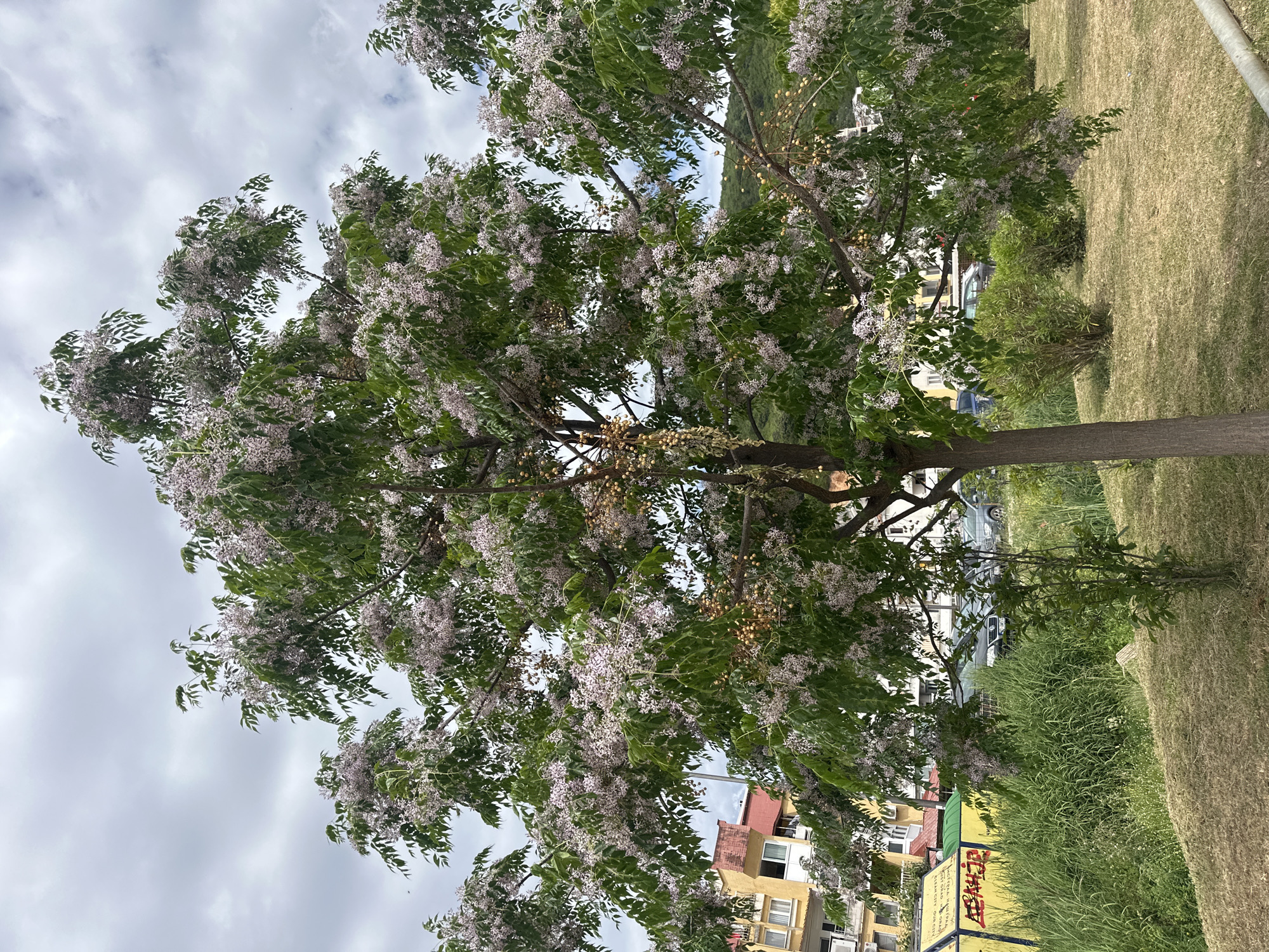 The image depicts a tree in full bloom with light purple flowers and green leaves. The tree is in a public space in Budva, Montenegro. The sky is cloudy. In the background, there are buildings, a car, and a grassy area. A sign is visible at the bottom, written in Cyrillic.