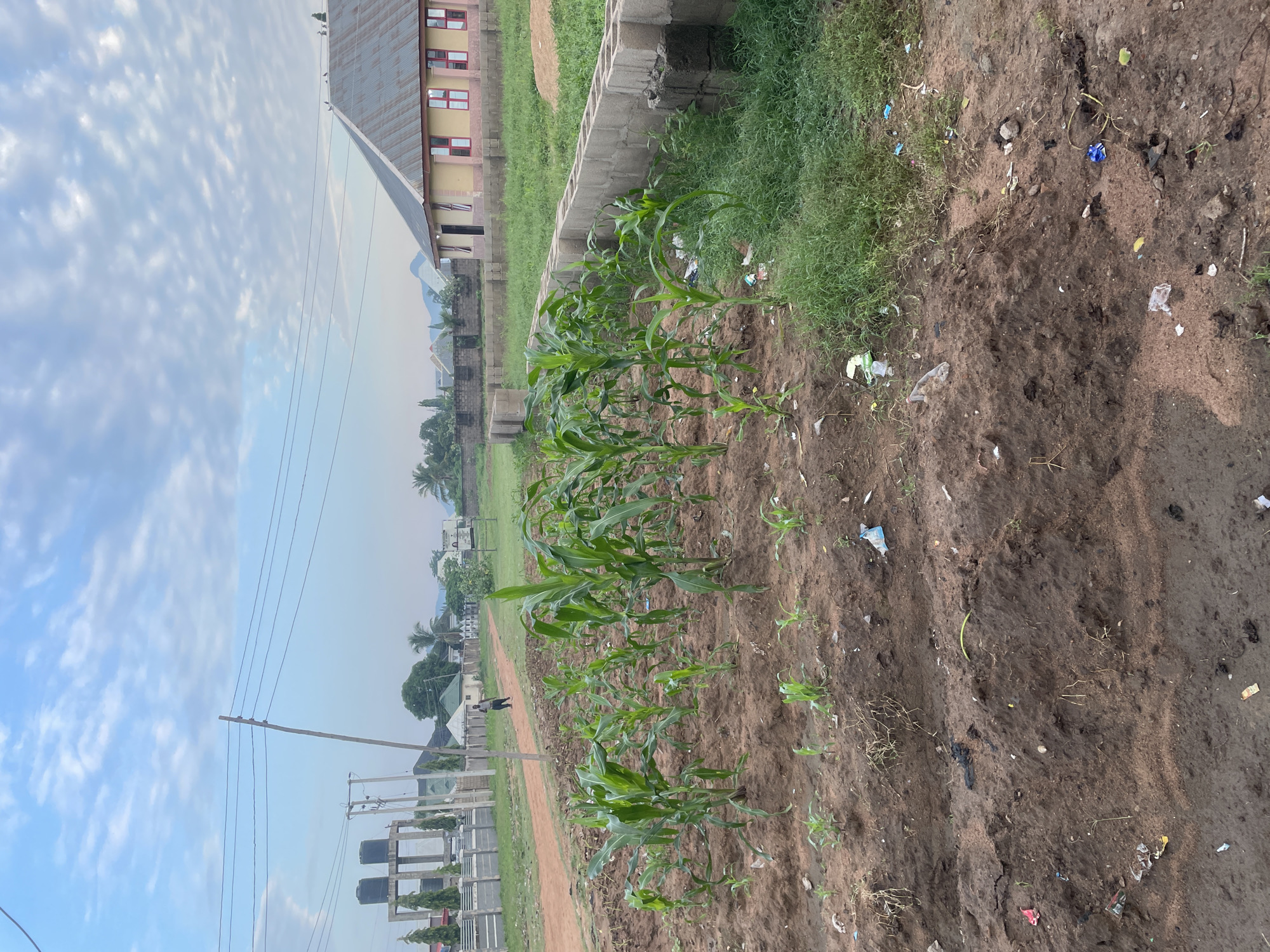 This image depicts a rural or semi-rural scene in Gbaza, Nigeria, dominated by a young cornfield. The corn stalks, varying in height, are planted in dark, loamy soil. The ground is uneven and appears to be recently tilled, with some areas showing more exposed earth than others. Scattered across the soil are pieces of debris, including plastic wrappers and bottles, suggesting a lack of regular waste management.
In the background, a pale yellow building with a corrugated metal roof and red-trimmed windows is visible. This structure is bordered by a low, unfinished concrete block wall, a portion of which is complete and serves as a boundary. Adjacent to the cornfield and the building, overgrown grass pushes through the gaps in another section of the unfinished wall.
Further in the distance, a dirt path leads away from the foreground, with a solitary figure walking along it. Beyond the path, a white fence encloses an area with trees and what appear to be water tanks on a raised platform, indicative of a residential or institutional compound. The sky above is a pale blue, streaked with wispy white clouds, and power lines crisscross the upper portion of the image, supported by utility poles. The overall impression is of a developing area with ongoing construction and agricultural activity.