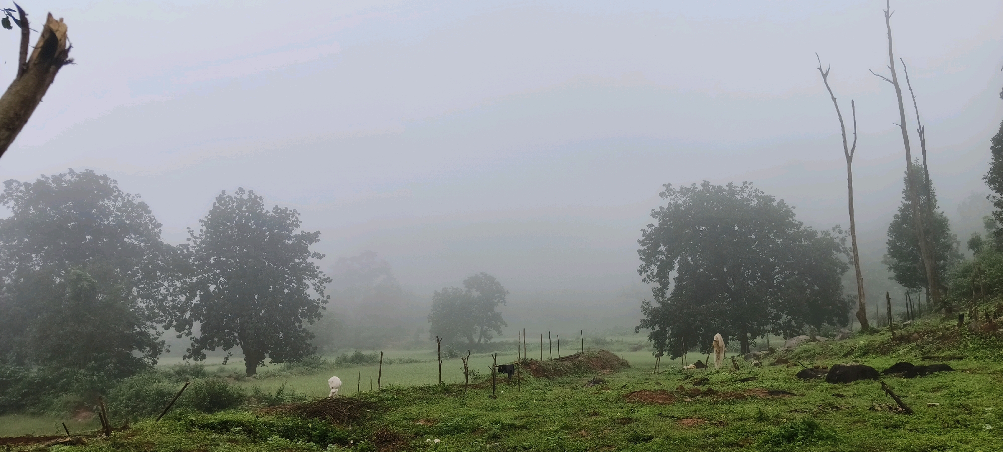 In Dasugan, India, a misty, overcast morning creates a serene, rural landscape. The foreground is characterized by lush green grass, with scattered debris and several short wooden posts marking the edge of a cultivated area. A small pile of pruned branches sits to the left of a white sheet, which is draped over a figure or object. Further into the field, more wooden posts create a fence line.
To the left of the frame, a broken tree trunk stands tall, its jagged edges silhouetted against the hazy sky. Behind it, a cluster of large, dark green trees rises, their forms softened by the fog. In the mid-ground, a solitary white cow grazes, its presence adding a touch of life to the tranquil scene. A second cow, this one dark, stands near the fence line to the right.
The background is dominated by a dense wall of fog, obscuring the distant hills and creating a dreamlike atmosphere. Several more trees, both leafy and bare, emerge from the mist, their shapes indistinct. The overall impression is one of quiet solitude and natural beauty, enhanced by the atmospheric conditions. The scene appears to be a rural farmland or pasture.