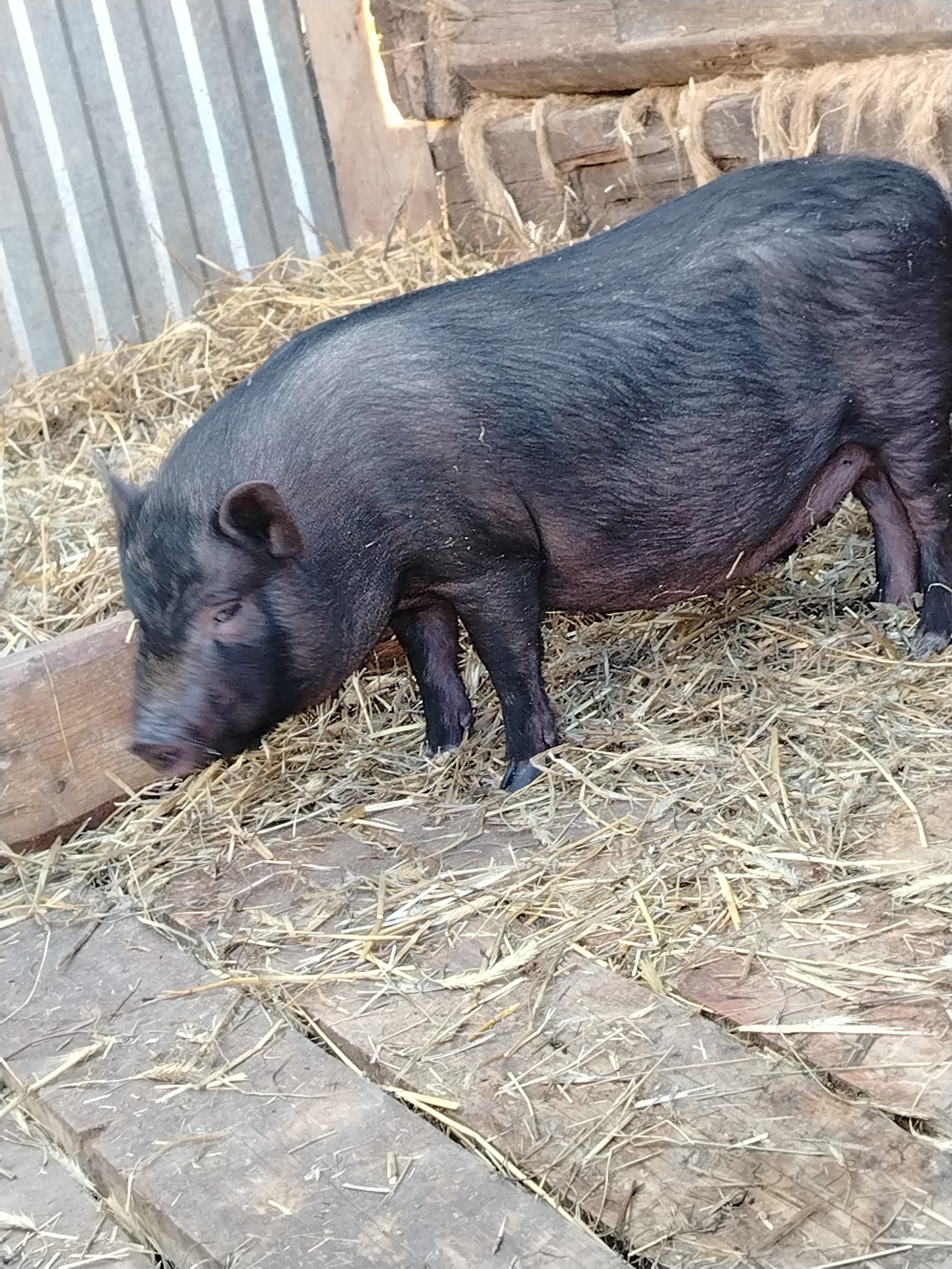 A black pig stands in a pen with a wooden floor covered in straw. The pen is located in Гожан, Russia. The pig appears to be rooting through the straw with its snout. In the background are wooden boards and a metal wall.