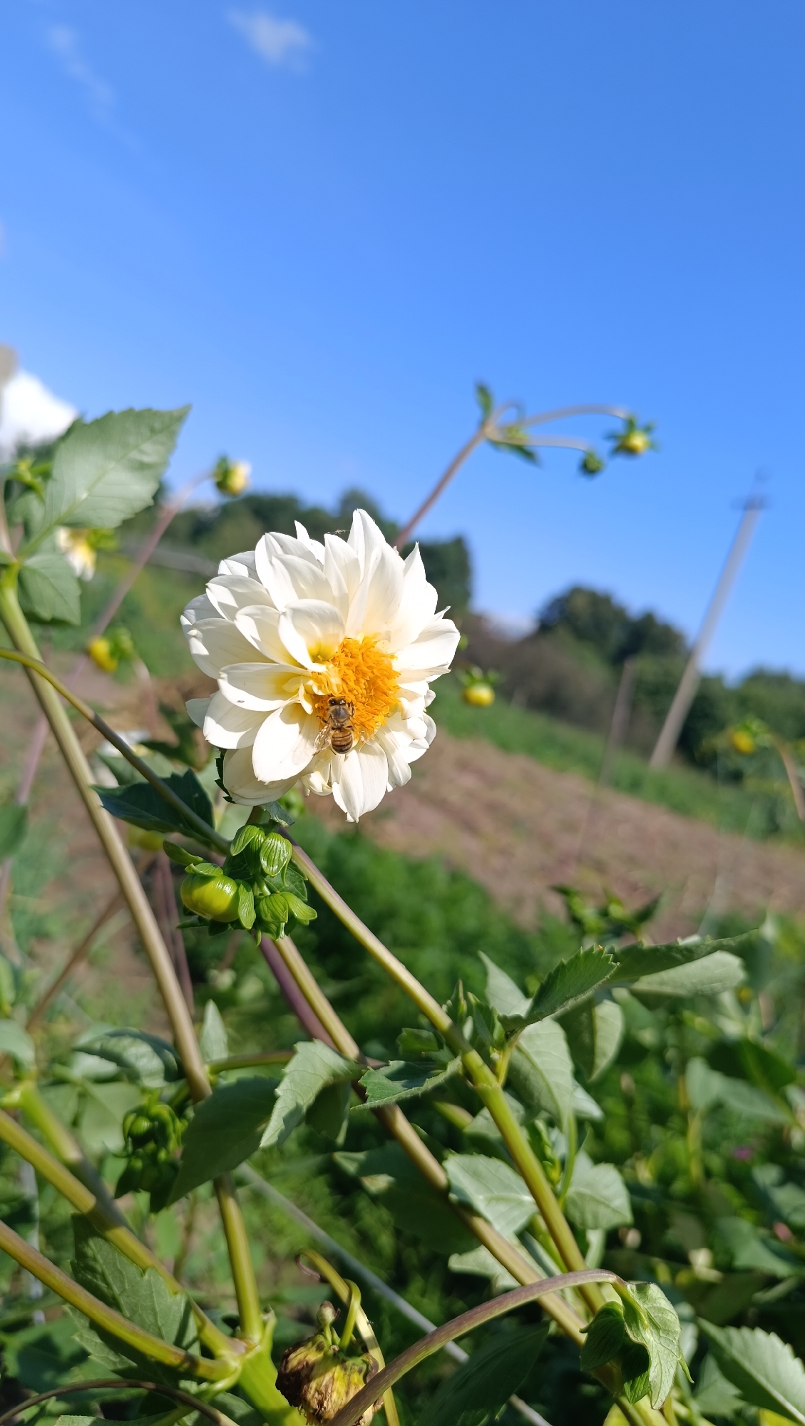A white dahlia flower with a yellow center is in focus in the foreground of a sunlit outdoor scene. A bee is visible on the flower's petals. The flower is surrounded by green leaves and stems, with several unopened flower buds also present. In the background, a gently sloping hillside is visible, with patches of dry earth and green vegetation. The sky is a clear, bright blue. The image appears to be taken from a low angle, looking up towards the flower and sky. The location is identified as Karsha, Russia.