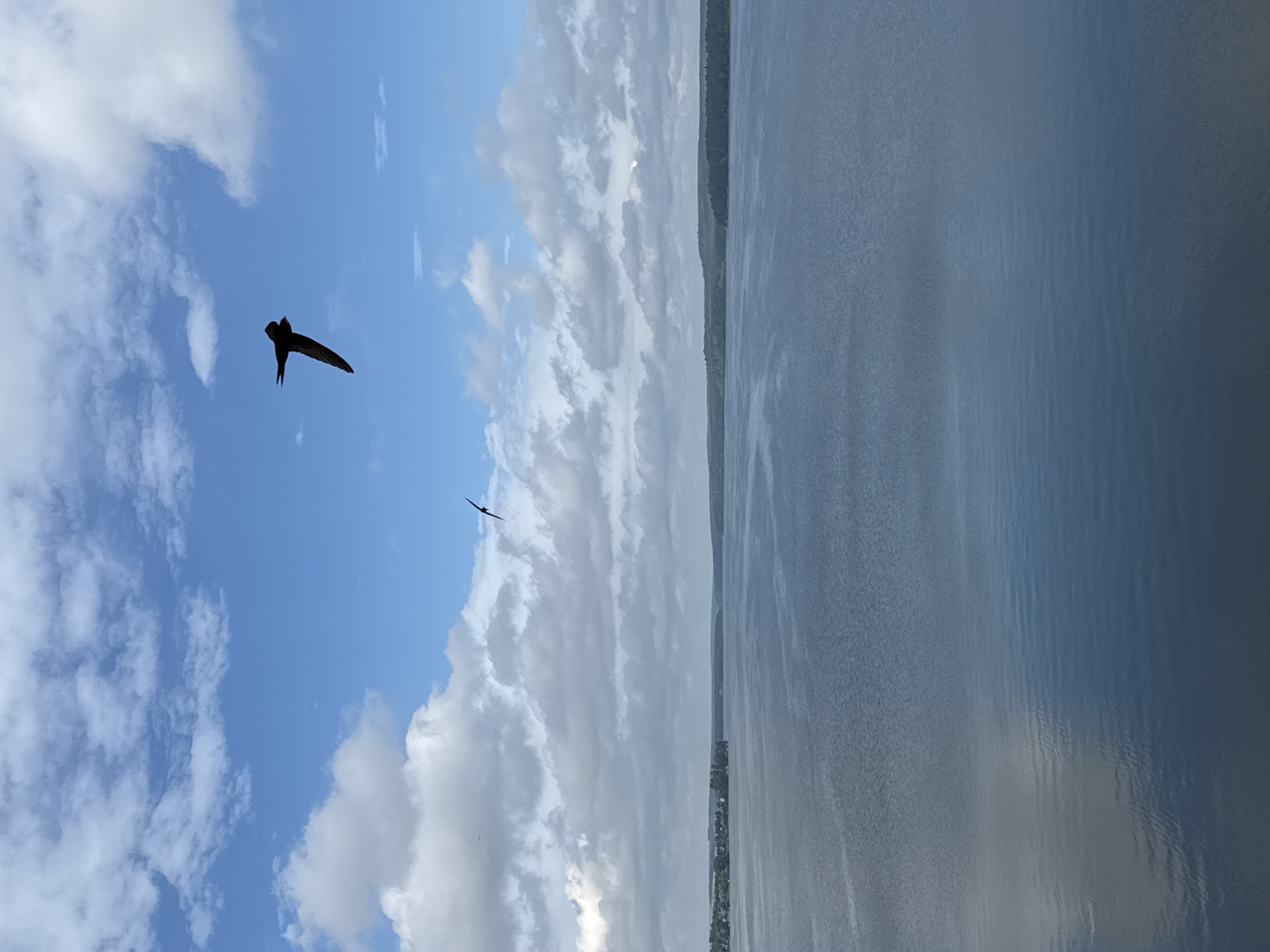 This is a landscape photograph featuring a body of water, likely a lake or river, under a cloudy sky. Two birds are silhouetted against the sky, with one bird in the foreground appearing larger and closer to the viewer. The water surface is textured with ripples, reflecting the overcast sky. A distant shoreline with trees and some scattered buildings is visible on the right side of the image.
The lighting suggests it is daytime, with the sun partially obscured by clouds, creating a diffused light. The clouds are varied, with some appearing bright white and others darker and more textured. The overall mood of the image is serene and natural. The location context provided is Votkinsk, Russia. There is no visible text in the image.