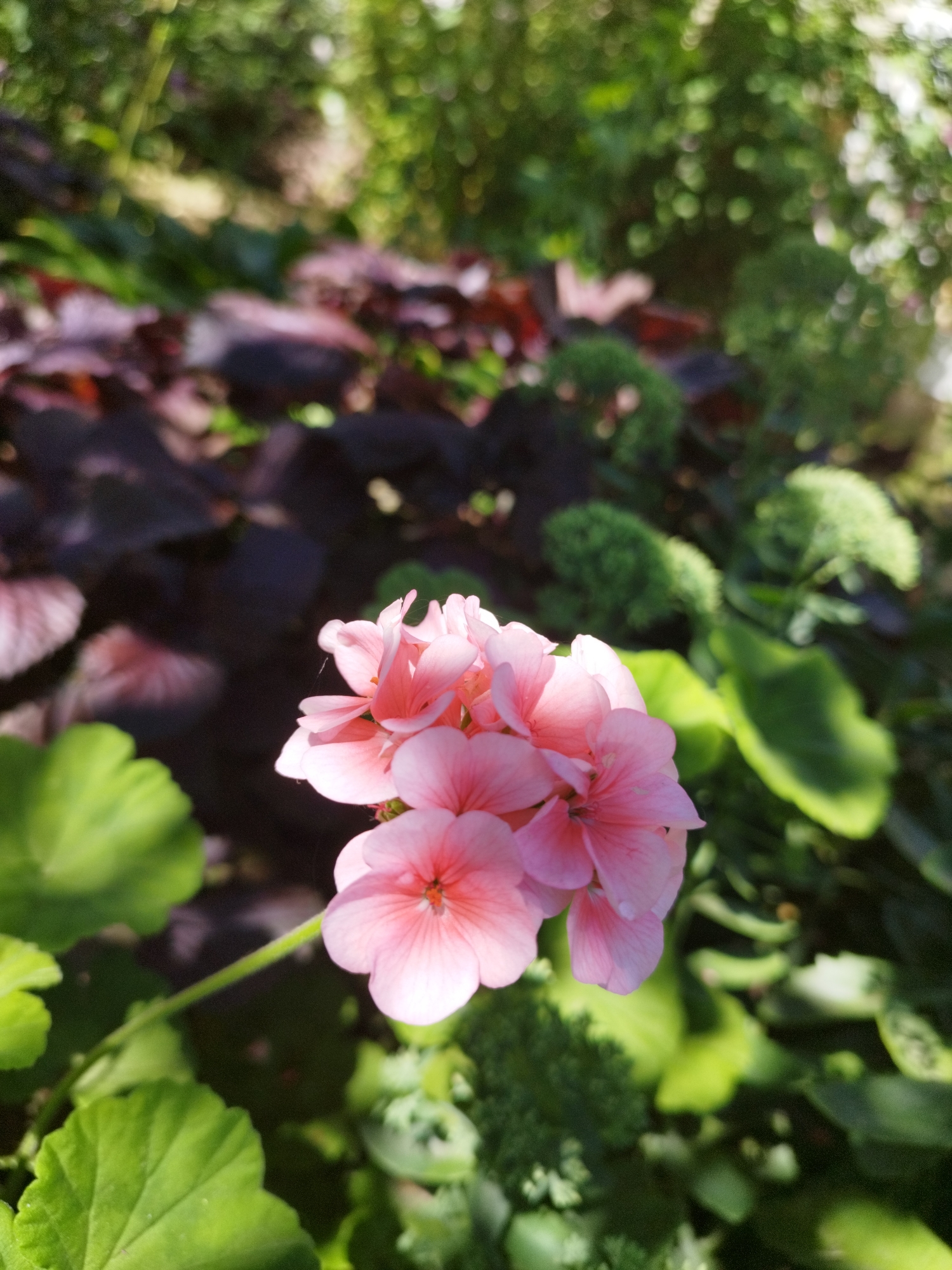 In an outdoor garden setting, a cluster of delicate pink geranium flowers is in sharp focus, positioned in the foreground and slightly to the right of the frame. The petals exhibit a soft pink hue, with darker pink veins visible on some. A thin, nearly invisible spiderweb is draped across the flower petals. Surrounding the flowers, out-of-focus elements include vibrant green leaves and darker, reddish-purple foliage. The background is a blur of lush greenery, suggesting a natural, verdant environment. The lighting indicates a bright, possibly sunny day, with sunlight filtering through the foliage, creating dappled light effects and bright highlights. This image was likely captured in the city of Dnipro, Ukraine, given the context provided.