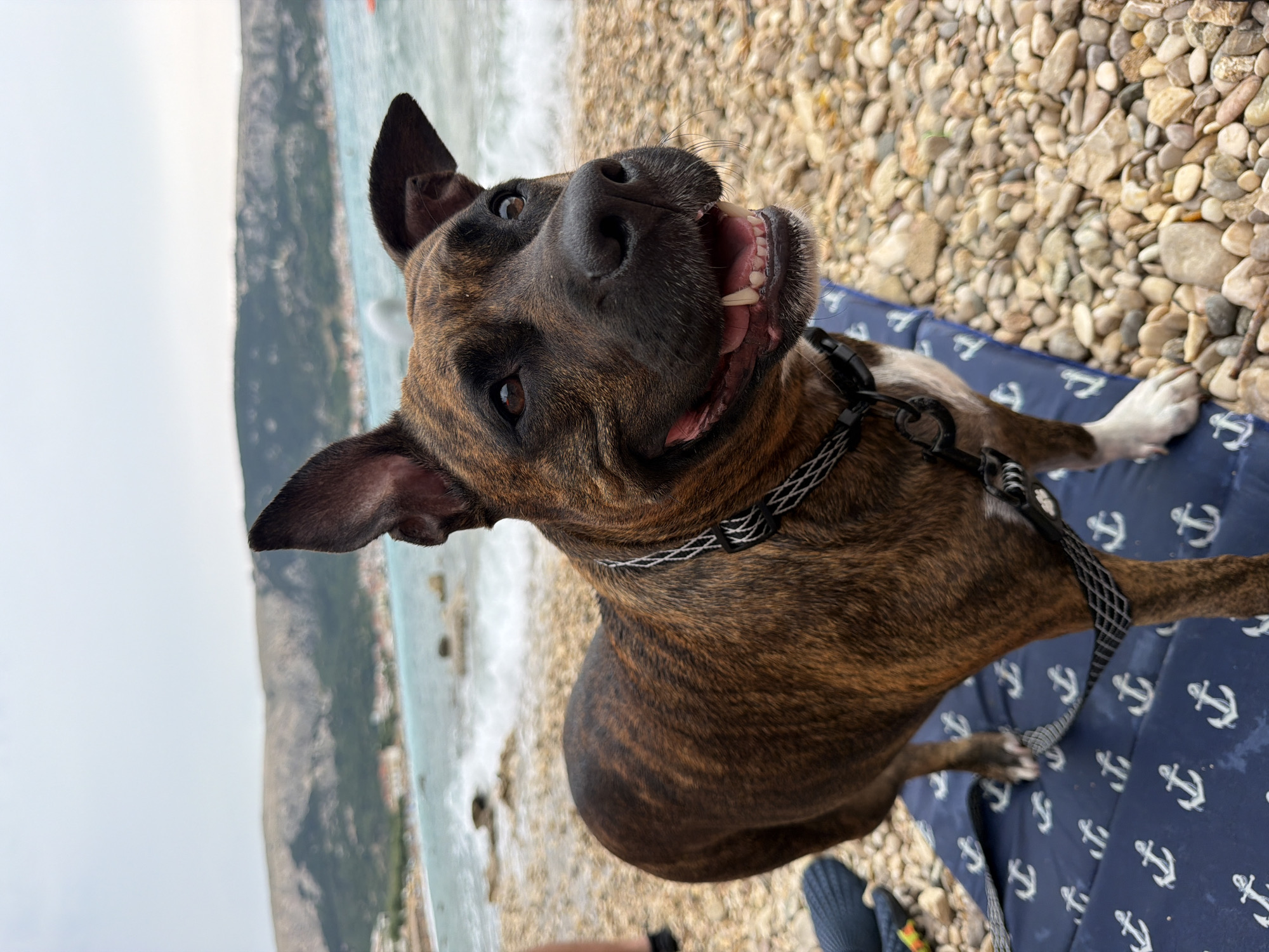 A brindle-colored dog stands on a blue mat with an anchor pattern on a pebbly beach. The dog is looking to the right, with its mouth open and tongue visible. Its ears are perked up. In the background, there is a body of water with waves, a town with buildings, and hills. The sky is overcast. This scene is located in Općina Baška, Croatia.