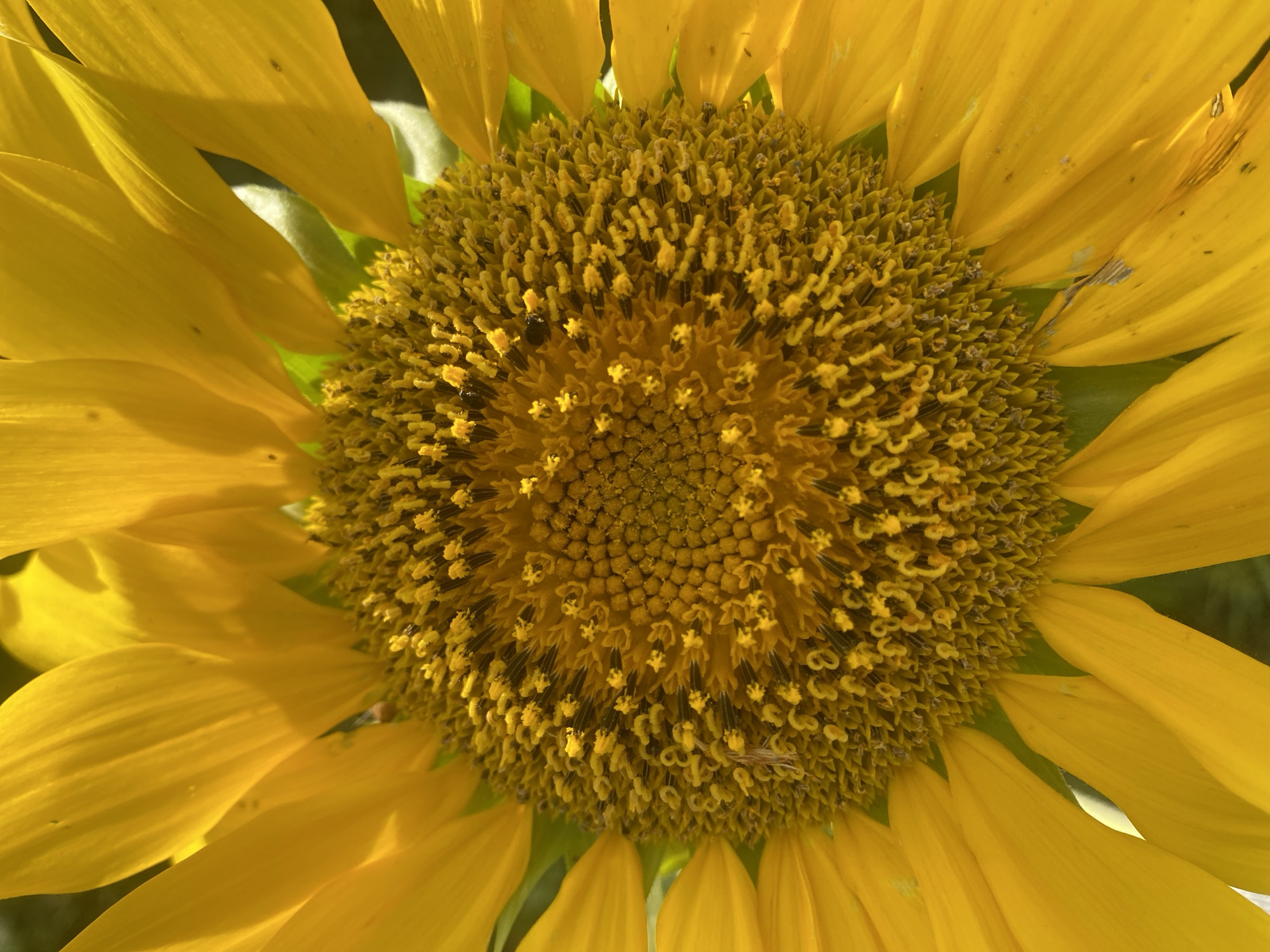 The image shows a close-up view of a sunflower. The sunflower's yellow petals surround a circular center disk that is densely packed with developing seeds. The seeds are a mix of yellow and brown. Some of the seeds are beginning to mature.
There is no information in the image to confirm the location as Vom, Nigeria, nor are there any people, subjects, objects, actions, or interactions.
