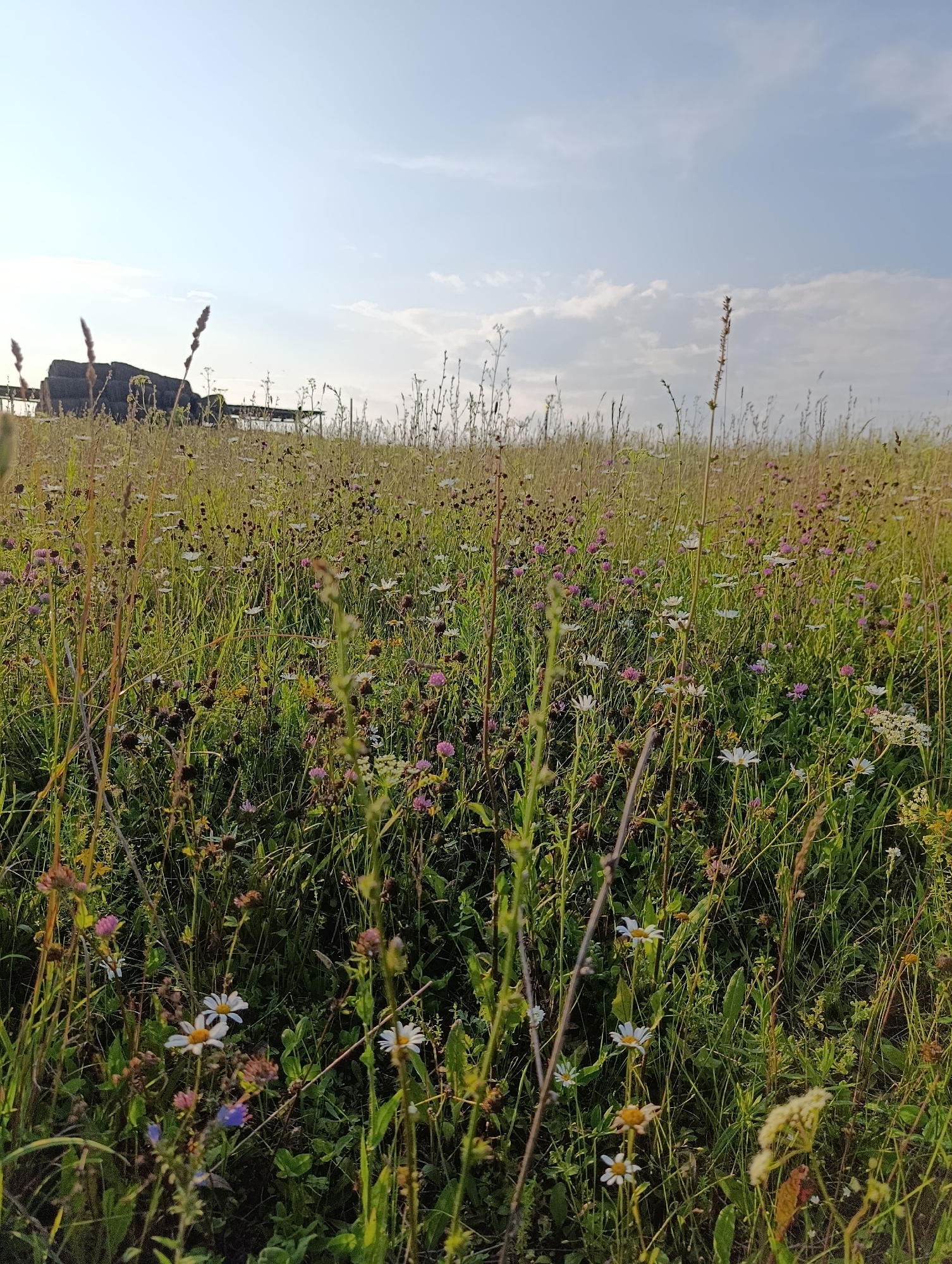 The image depicts a sunlit meadow filled with various wildflowers and tall grasses. In the background, silhouetted against a pale blue sky with scattered clouds, are what appear to be hay bales and a dark, low-lying structure. The foreground is dominated by the dense vegetation, with small white and pink flowers interspersed among the green stalks. The lighting suggests it is either early morning or late afternoon, casting a warm glow on the scene. The location is identified as a meadow in the village of Zipunovo, Russia. There are no people or animals visible in the frame.