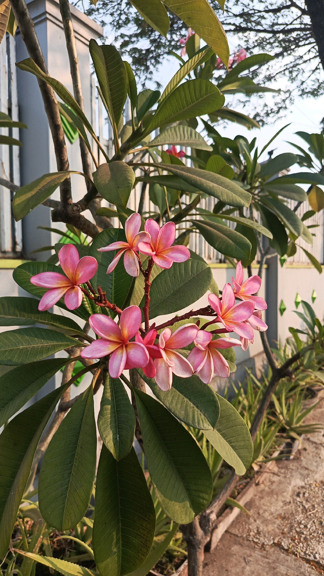 The image depicts a cluster of pink and yellow frangipani flowers blooming on a branch. The flowers are in various stages of openness, with some fully bloomed and others still in bud. Lush green leaves surround the flowers, with some leaves showing signs of age or damage. The branch is brown and textured, with smaller branches and stems extending from it.
In the background, a light grey fence with vertical slats is visible, along with a patch of trees with dense foliage. The sky is a pale blue, suggesting it is either early morning or late afternoon. The ground in the foreground is covered with small stones and gravel, with some greenery peeking through. The overall lighting suggests natural daylight, possibly with the sun casting soft shadows. The context of Cekok, Indonesia, implies a tropical or subtropical environment where frangipani trees commonly grow.