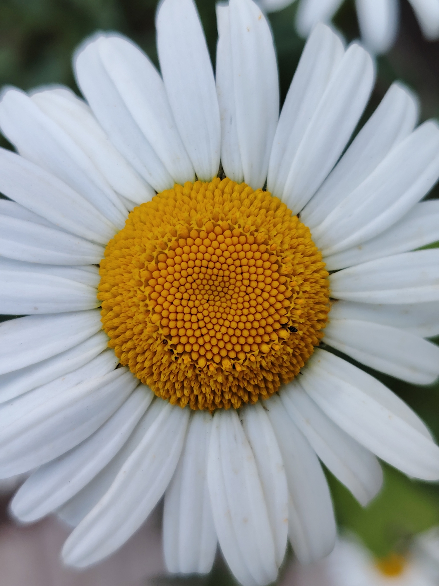 A close-up, vertical, outdoor photograph shows the center of a daisy flower. The daisy has bright yellow florets in the center, surrounded by white petals. The background is blurred and green, suggesting foliage. The image appears to be a natural setting. The location in Chaikovsky, Russia is not specified in the image.