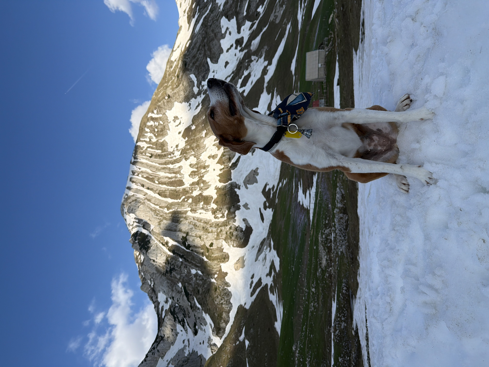 A medium shot depicts a brown and white hunting dog lying on snow in the mountains against a clear blue sky with a mountain in the background. The dog is facing away from the camera with its head tilted back and its neck exposed. The dog is wearing a black collar with a blue, black, and gold patterned bandanna and a yellow tag with a metal bell attached. The mountain in the background is rocky and grey with patches of snow. A contrail from an aircraft is visible in the blue sky.