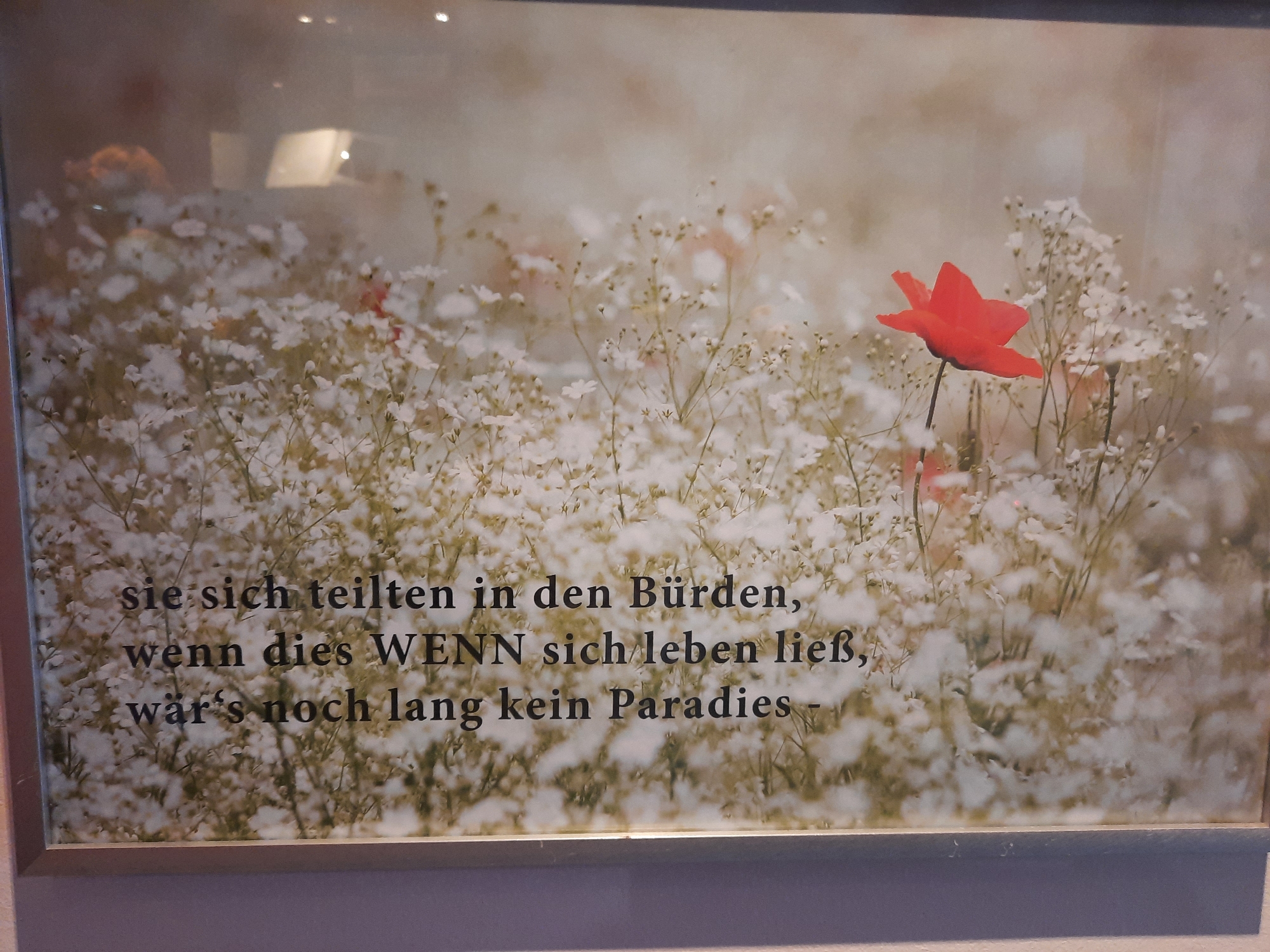 A framed photograph depicts a field of white wildflowers with a single red poppy in the foreground, set against a softly blurred, light-colored background. Overlaid on the image in black text is a German quote. The quote reads: "sie sich teilten in den Bürden, wenn dies WENN sich leben ließ, wär's noch lang kein Paradies -". The photograph appears to be on display in an indoor setting, possibly a home or gallery, as evidenced by reflections on the glass covering the image, which suggest interior lighting and possibly other objects or people in the room. The overall impression is one of natural beauty with a melancholic or philosophical message. The image does not contain any specific landmarks or indicators that would pinpoint its location within the city of Rosenheim, Germany.