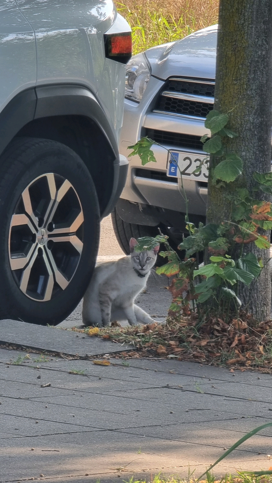 A light-colored cat with grey markings and blue eyes is sitting on a sidewalk next to a tree. The cat is wearing a black collar. Behind the cat, two silver cars are parked. The car on the left has its front wheel visible and is partially obscuring the cat. The car on the right has its license plate visible, which reads "E 233". The background consists of dry grass and foliage. The scene appears to be in Sant Joan les Fonts, Spain, as indicated by the license plate format. The sidewalk is made of grey paving stones, and fallen leaves are scattered on the ground around the base of the tree and the cat. The lighting suggests it is daytime.