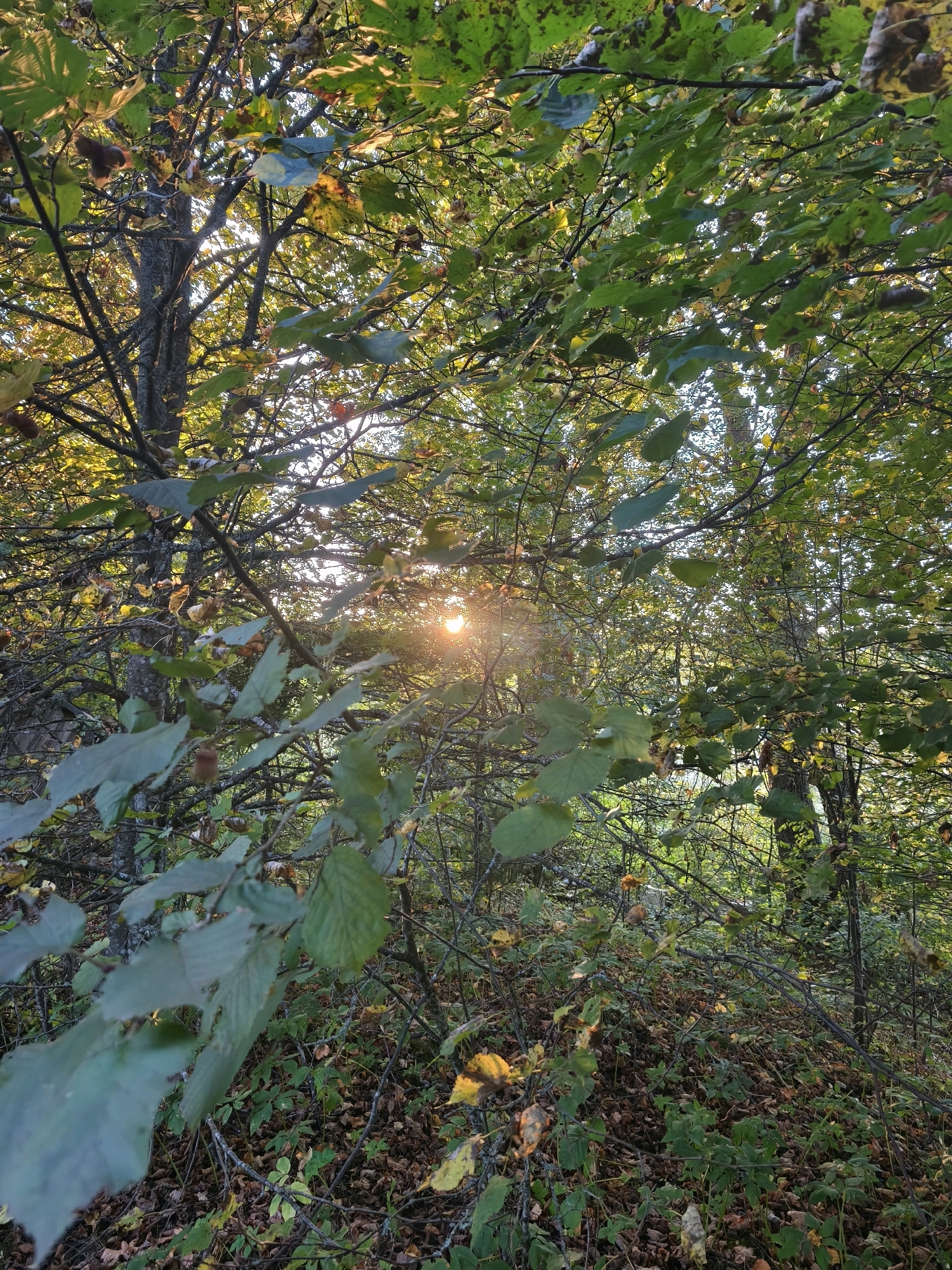 The image captures a sun-dappled forest scene, likely in the vicinity of Парэчча, Belarus, during what appears to be autumn. The sun's rays pierce through the dense canopy of green and yellowing leaves, creating a warm, atmospheric glow. The foreground features branches with foliage and the ground is carpeted with fallen leaves. The overall impression is of a natural, undisturbed woodland environment.