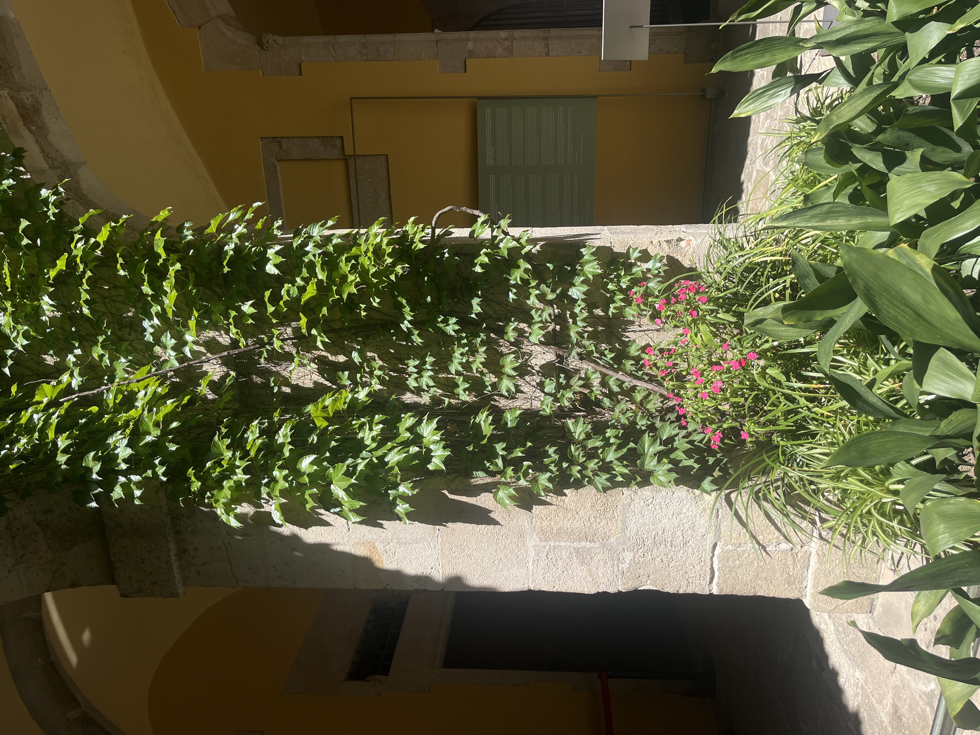 The image displays a vibrant green ivy (likely Hedera helix) climbing across a rustic stone wall, creating a lush, organic barrier in what appears to be an old-world courtyard or building interior in Barcelona, Spain. The ivy leaves are variegated in shade, catching bright sunlight that casts distinct shadows on the rough stone surface below.
Interspersed with the ivy, particularly towards the right side of the frame, are other green plants. Some have broad, glossy leaves, while others are slender and grass-like. Small clusters of bright pink flowers add a splash of color to the arrangement. The stone wall itself is made of rough-hewn blocks, showing signs of age and texture.
In the background, a warm, yellow-ochre colored building or wall is visible, partially illuminated by the sun and partially in shadow. Architectural details such as stone archways, ledges, and cut-stone blocks can be discerned, indicating traditional construction. A prominent feature on the yellow wall is a rectangular, muted green panel or sign, which contains densely printed white text, though the specifics are unreadable due to the distance and resolution.
The lighting suggests a bright, sunny day, possibly midday or early afternoon, with strong contrasts between sunlit areas and deep shadows that highlight the textures of the stone and the forms of the plants. The scene evokes a sense of historical charm, natural beauty, and tranquility within an urban setting.