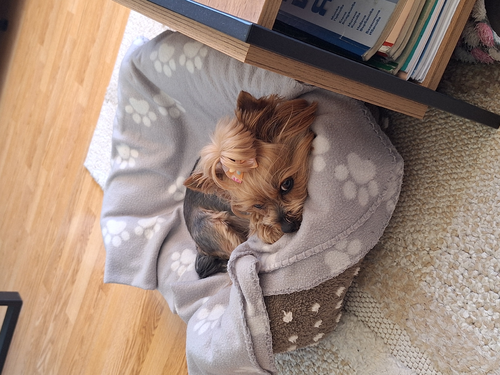 A Yorkshire Terrier with a pink bow sleeps in a dog bed lined with a gray paw-printed blanket, positioned under a wooden shelf with books. The bed sits on a textured cream carpet, adjacent to a wooden floor. No people are visible. The location is not apparent from the image; Montana, Bulgaria cannot be confirmed.