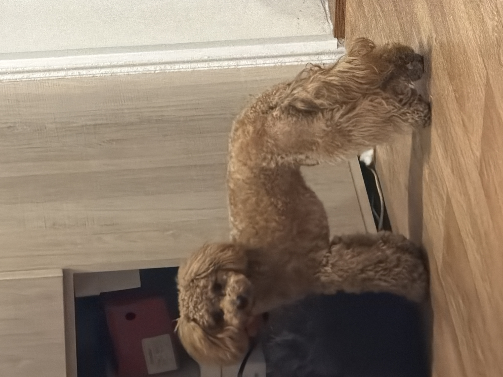 A small, light brown poodle stands on a wooden floor in front of a light-colored, vertical-paneled cabinet. The dog is facing left, with its head slightly turned towards the viewer. Its fur is curly and somewhat shaggy, particularly on its legs and tail. The cabinet appears to be a built-in unit with an open compartment on the left side, containing a red storage bin. The right side of the cabinet has a door or panel that is slightly ajar, revealing a white vertical strip of what might be a wall or door frame. The background wall is a light, textured color. The lighting in the scene appears to be artificial. The image does not provide any explicit visual cues to determine its specific location within the city of Kyiv, Ukraine.