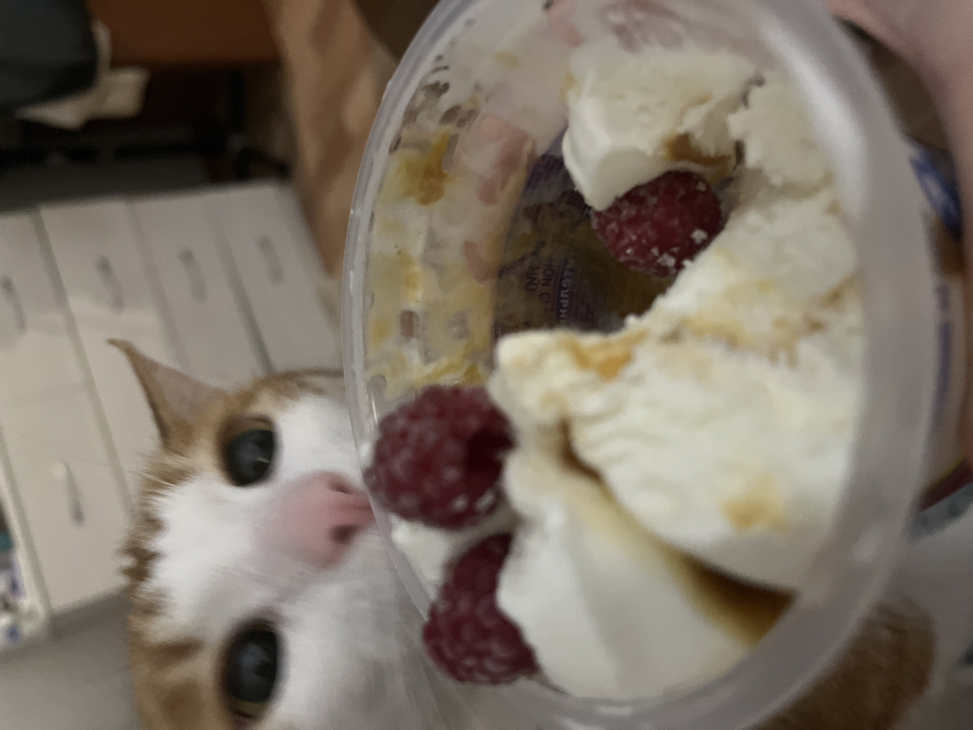 A close-up shot captures a cat peering with interest at a clear plastic container filled with a dessert. The dessert appears to consist of white dollops of what might be ice cream or whipped cream, interspersed with red raspberries. The cat is white with orange patches, its eyes wide and focused on the container. The cat’s pink nose is visible in front of the container. The background includes a blurry view of what appears to be a white table or counter, and parts of the room are out of focus. The exact location of the city Chaikovsky, Russia, is not able to be definitively determined as the images don't provide contextual clues related to the city or its environment.