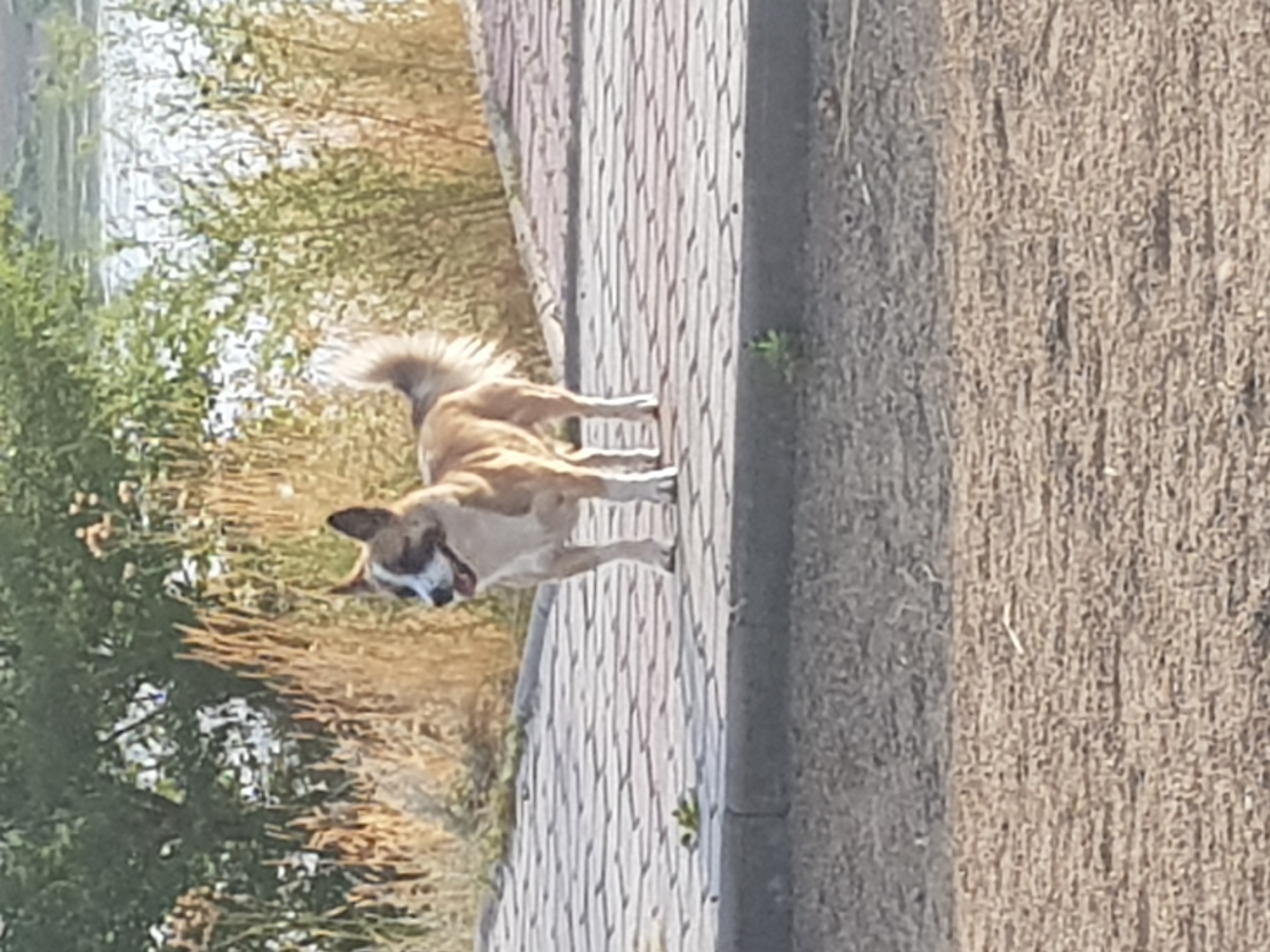 A medium-sized dog with tan and white fur stands on a paved walkway with a concrete curb in the foreground. The dog is facing left, with its mouth slightly open and tongue visible. Its tail is curved upwards. Behind the dog, the walkway transitions to dry grass and vegetation, with a body of water visible in the distance. The scene appears to be outdoors, possibly in a park or recreational area. The lighting suggests it is daytime. There is no indication of the city of Kurchatov, Kazakhstan, in the image itself.