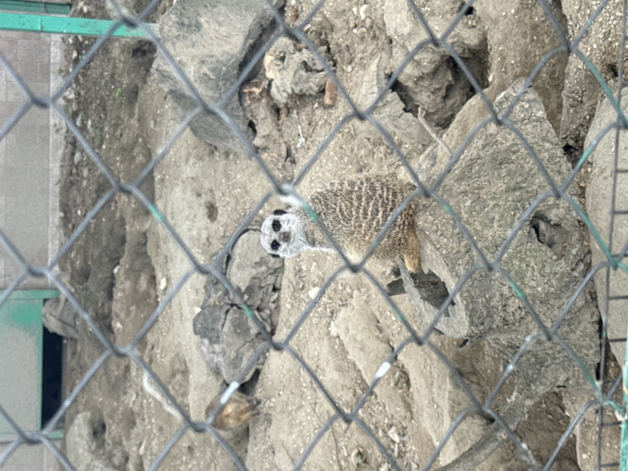 The image, taken from behind a wire fence, shows a meerkat standing on dirt and rocks. Its body is striped with light and dark brown bands, and its face has dark markings around the eyes. The background includes more dirt and rocks, along with what appears to be part of a green structure to the left. Based on the location in Pazardzhik, Bulgaria, it is likely the image was taken at the Zoo Park Pazardzhik.