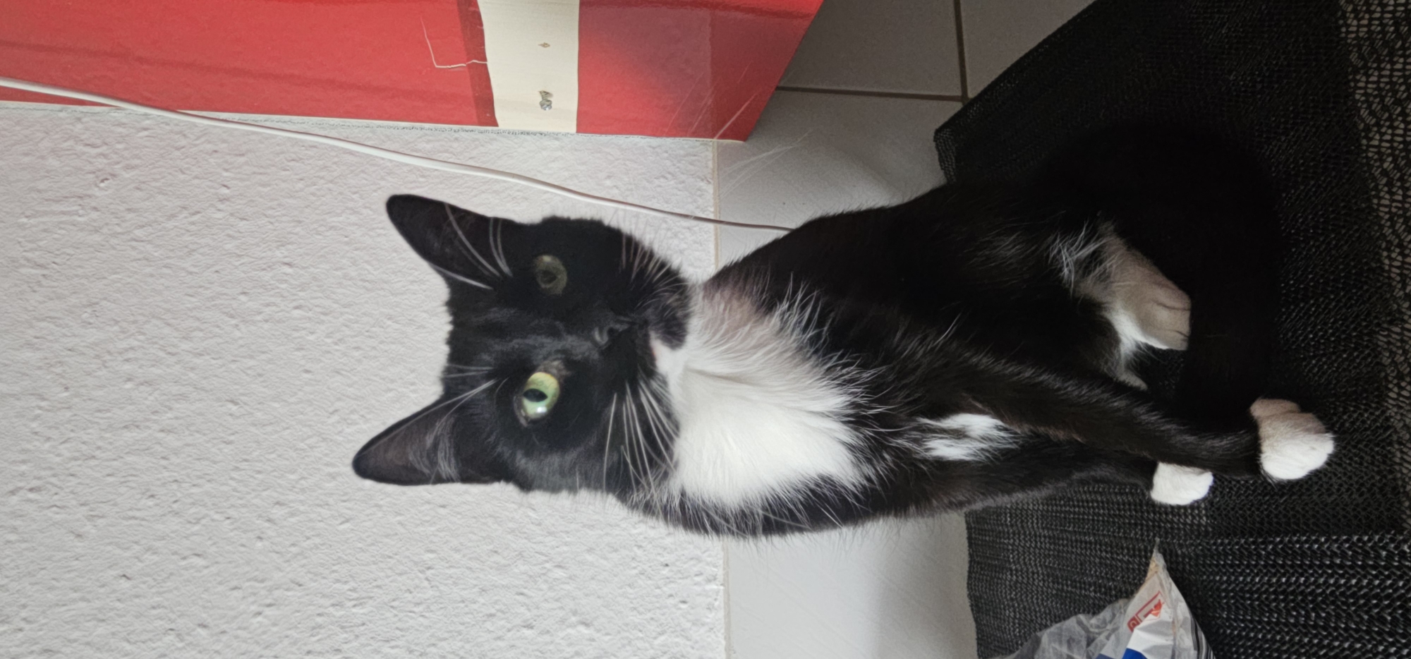 A black and white cat with green eyes sits on a dark grey surface in front of a white textured wall. A bright red rectangular object is positioned to the right of the cat, partially obscuring the wall and a white electrical cord that runs vertically along the wall. The cat is looking directly at the camera with its ears perked up. Its chest and paws are white, contrasting with its black fur.