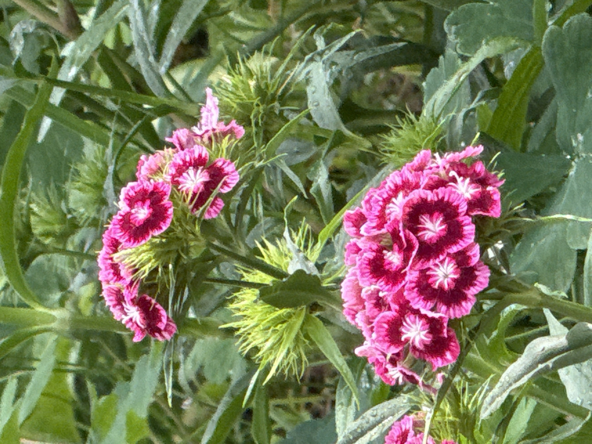 The image shows a close-up of vibrant pink dianthus flowers in bloom, set against a backdrop of lush green foliage. The flowers have a distinctive fringed petal edge and a white center. Several flower heads are visible, with one cluster in sharp focus in the foreground and another slightly out of focus behind it. The background consists of blurred green leaves and stems, suggesting a garden setting. There are no people or animals present in the image. The overall impression is one of natural beauty and vibrant floral display. The location in the city of Марковский, Russia, cannot be determined from the visual information provided.