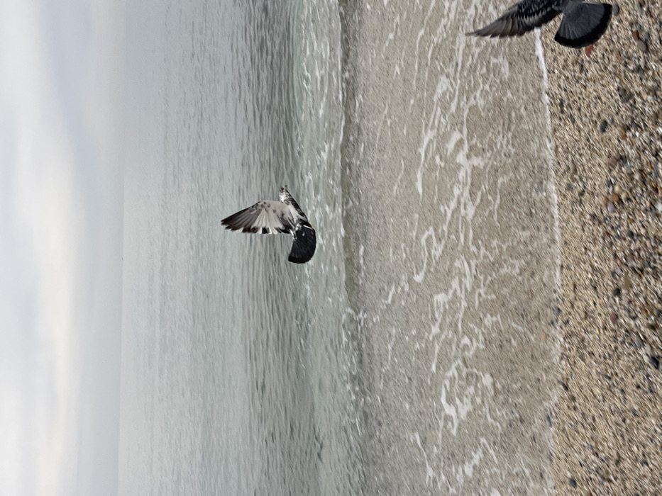 The image displays a coastal scene in Alanya, Turkey, under an overcast sky. The lower portion of the frame features a pebble and sand beach. Immediately seaward, shallow water exhibits white foam patterns from receding waves. A rock pigeon (Columba livia), identifiable by its grey, white, and black wing markings, is captured in mid-flight over the water, positioned in the mid-ground. Its wings are partially extended, and its body is oriented horizontally across the frame. In the lower right corner, a blurred dark wing of a second avian subject is partially visible. The sea extends towards the background, meeting an indistinct horizon that blends with the uniform light grey sky. No human subjects or man-made structures are present.
