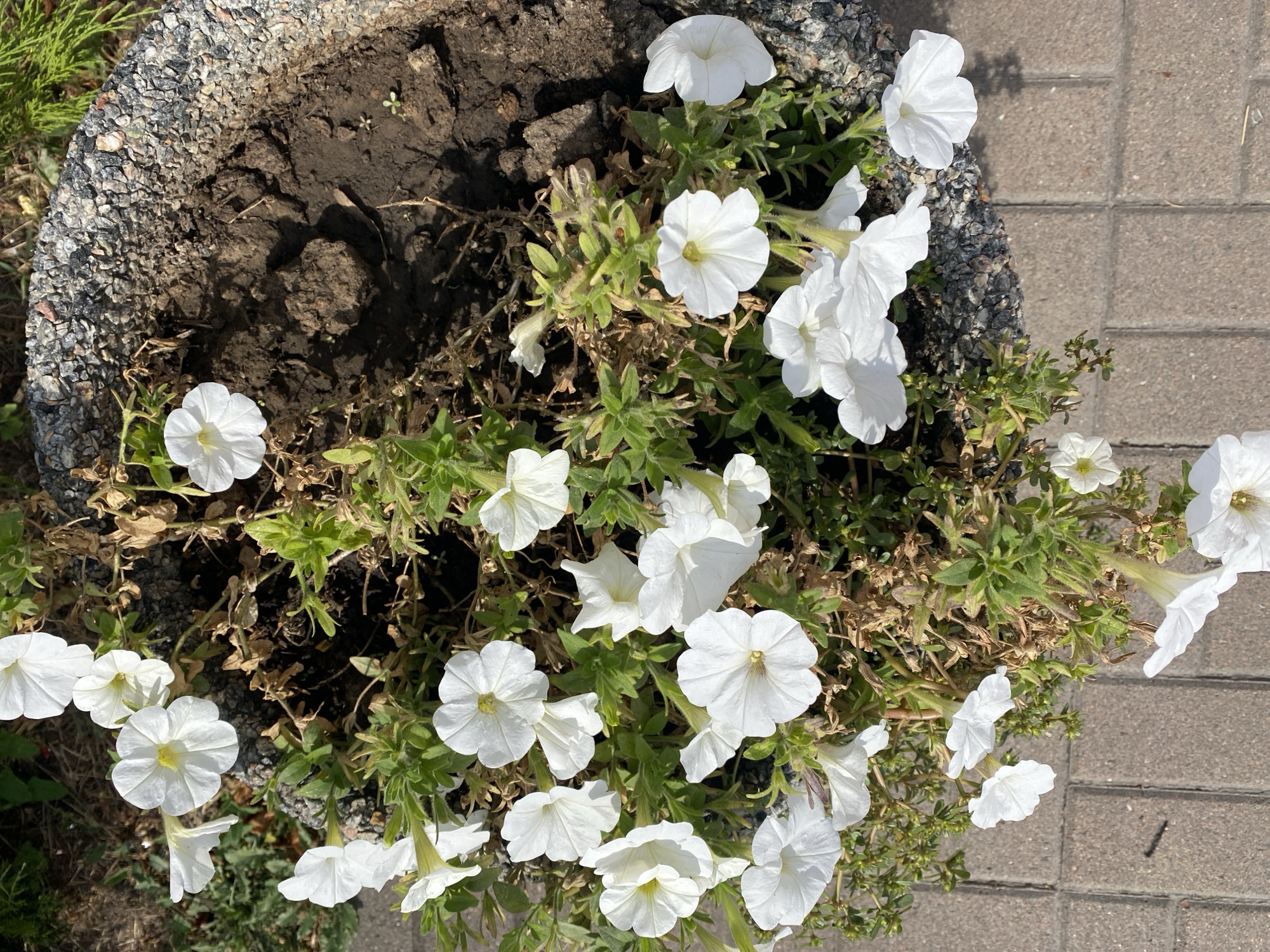 The image shows a close-up, overhead view of a concrete planter filled with white petunias. The planter is textured with small, dark gray and black stones. The petunias are in various stages of bloom, with some fully open and others partially closed. The flowers have delicate, trumpet-shaped petals and a yellow center. Green leaves and some dried brown foliage are also visible amongst the flowers. The planter sits on a paved surface made of rectangular, reddish-brown bricks laid in a pattern. The background includes dark soil within the planter and hints of green foliage outside the planter. The scene appears to be outdoors, likely in a public space such as a park or street in Poltava, Ukraine. There are no people or animals visible in the image.