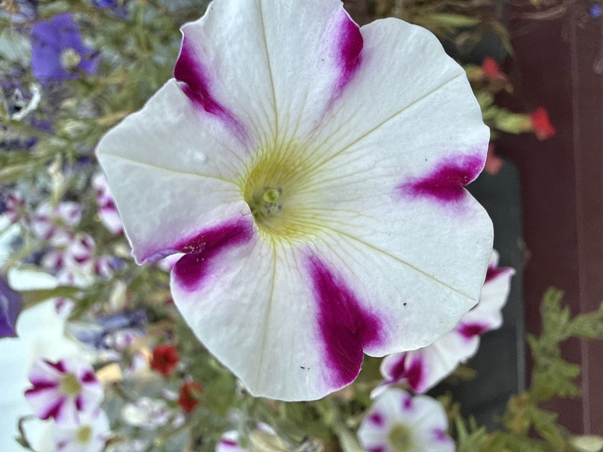 A close-up, slightly angled shot features a white petunia flower with vibrant fuchsia markings radiating from its center. The flower's petals are delicate and slightly curled at the edges, with visible veins and a few water droplets. The center of the flower is a soft yellow, fading to green. The background is a blur of other flowers and foliage in various shades of purple, white, and red, suggesting a garden or planter. The image is set in Vikraičiai, Lithuania.