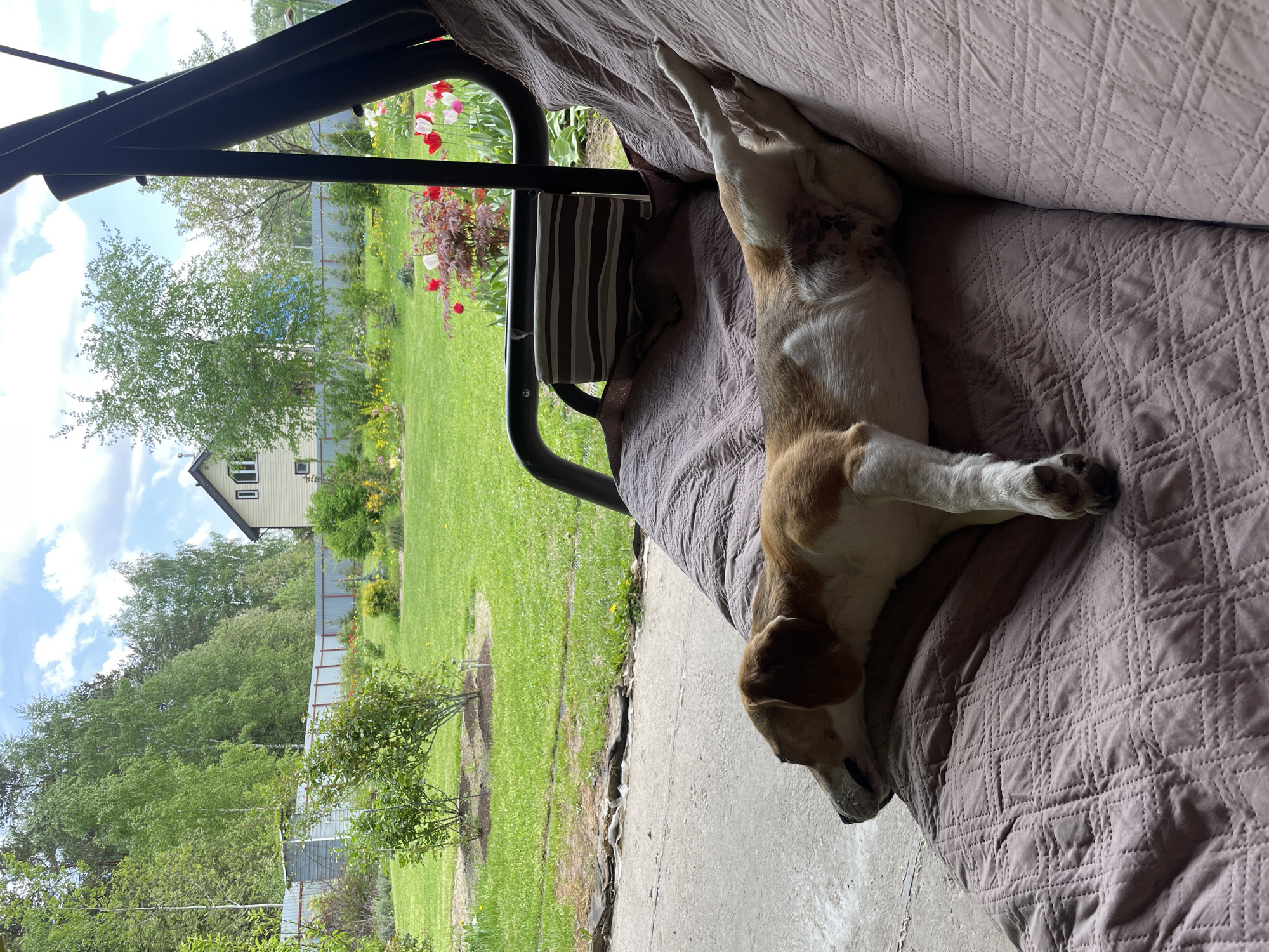A dog is lying on a brown quilted cushion of an outdoor swing seat. The swing is under a dark metal frame. Outside the frame, a green lawn stretches towards a light-colored two-story house with a pointed roof, partly obscured by trees. The sky is blue with some clouds. Red and white tulips are visible among other plants near the edge of the lawn. A striped towel hangs from the side of the swing. The location may be Timokhovo, Russia.