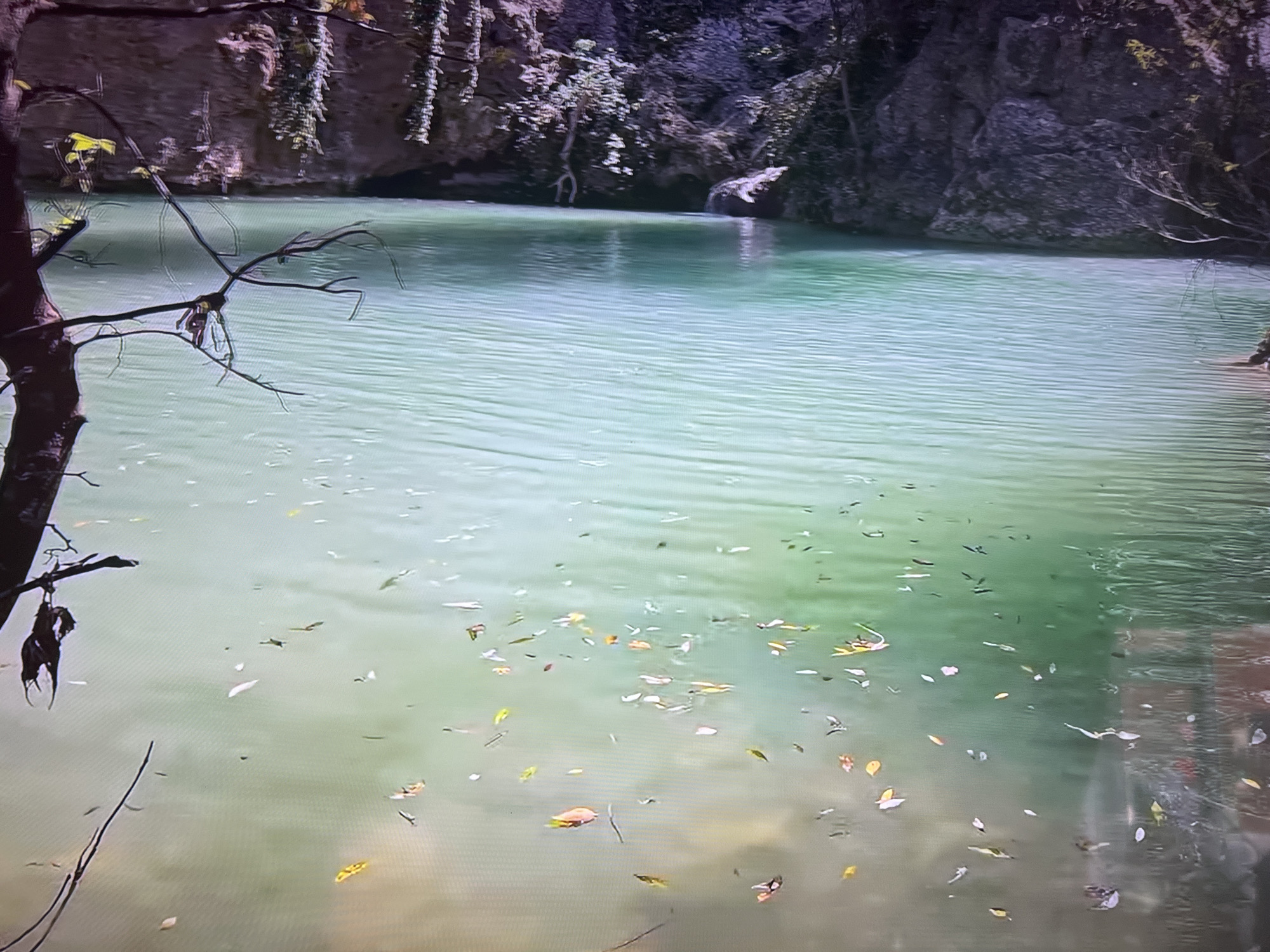 The image depicts a body of water, likely a lake or pond, with a pale green hue and visible ripples. Numerous leaves, both green and autumnal shades, float on the surface. A tree branch with some remaining leaves hangs into the water from the left side of the frame. The background shows a rocky bank with vegetation, including some hanging vines. The scene appears to be a natural setting, possibly a park or nature reserve. The exact location in Basingstoke and Deane, United Kingdom, is not discernible from the visual information. There are no visible people, animals, or signs of human activity other than the fallen leaves.