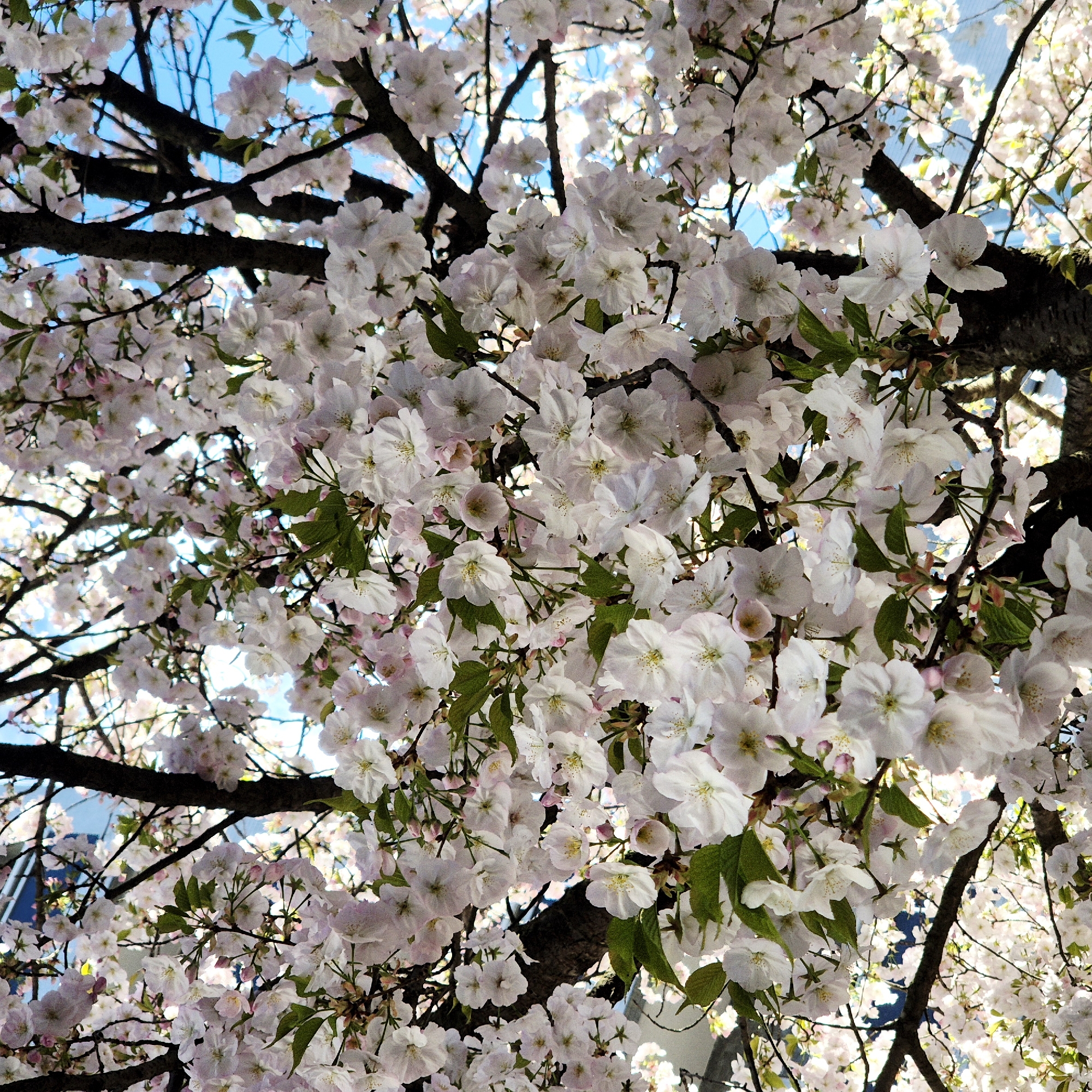 The image presents a dense canopy of a blossoming tree, identified as being in Strasbourg, France. The frame is filled predominantly with clusters of pale pink and white flowers, indicative of cherry blossoms, interspersed with scattered small green leaves. Numerous dark, gnarled branches of the tree are visible weaving through the floral expanse. Sections of clear blue sky are discernible through gaps in the foliage, along with blurred, brightly illuminated background elements, possibly distant buildings or structures. The scene is depicted under bright daylight conditions. No individuals or specific actions are present within the frame.