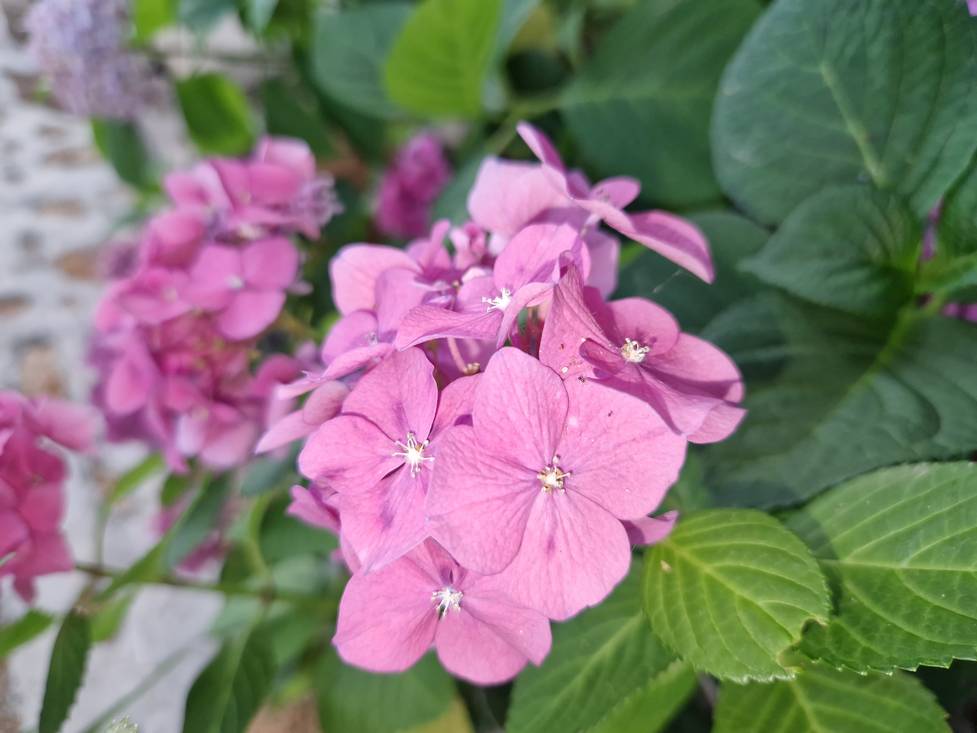 A close-up, eye-level shot captures a cluster of pink hydrangeas in bloom. The flowers are the primary focus, with their delicate petals and intricate centers visible. Several blooms are in sharp focus in the foreground, while others recede into a softer blur in the background. Dark green hydrangea leaves surround the flowers, adding depth and contrast. The backdrop consists of a light-colored, textured surface, possibly a stone wall or building facade, with some hints of foliage in the upper right corner. The lighting suggests a bright, natural daylight setting. This scene was captured in Panagyurishte, Bulgaria.