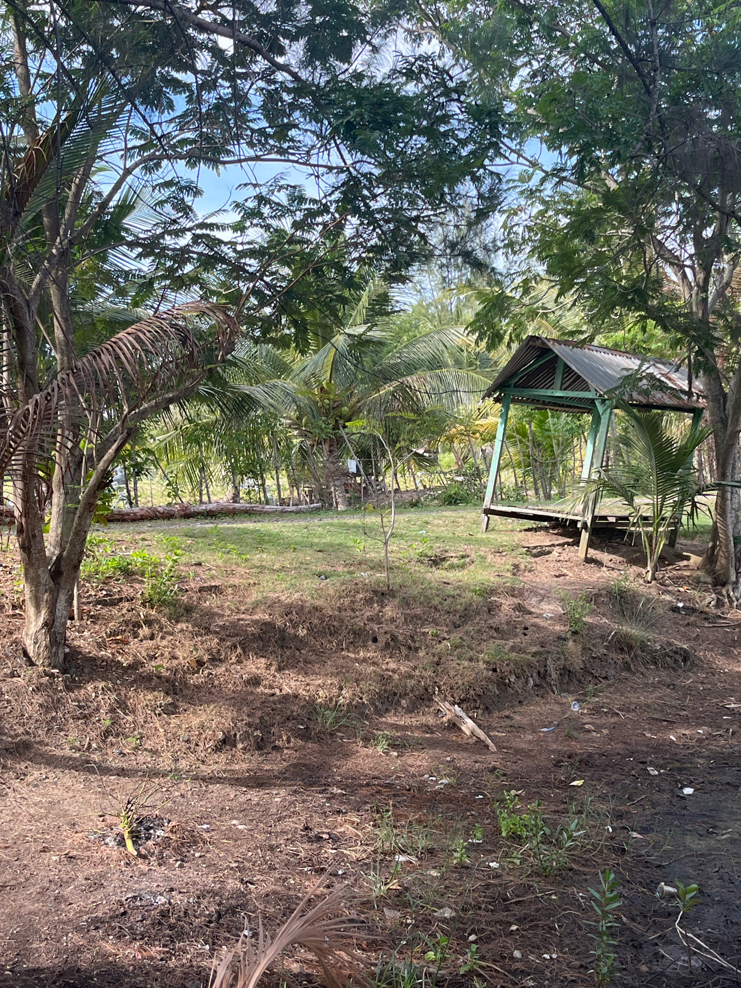 This image depicts a rustic outdoor scene, likely in a rural area given the natural vegetation. In the foreground, dry, brown soil and sparse green plants dominate, with a few scattered pieces of debris. A large tree trunk is visible on the left. Further back, a grassy area is interspersed with more trees and palm fronds. A small, open-sided shelter with a corrugated metal roof and green wooden supports stands to the right of the grassy area. The shelter appears to be constructed on a raised wooden platform. Beyond the shelter and grass, a dense collection of palm trees and other vegetation creates a lush, tropical backdrop. The sky is visible through the canopy of trees, appearing blue. There are no people or animals visible in the image. The overall impression is one of a somewhat unkempt, tropical environment with a simple, functional shelter.