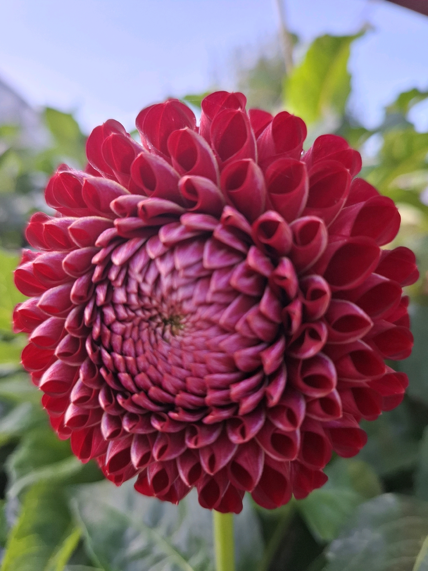 The image shows a close-up, vertically oriented photograph of a vibrant red dahlia flower. The dahlia is in full bloom and its petals are tightly packed in a spiral pattern, creating a layered and textured appearance. The petals are a rich, deep red with hints of magenta and purple towards the center. The flower is illuminated from above, casting subtle shadows and highlighting the delicate curves of the petals.
The background is softly blurred, with out-of-focus green foliage and a pale blue sky visible. The shallow depth of field focuses all attention on the intricate details of the dahlia.
There is no indication of the city of Tyumen, Russia, or any other specific geographic location within the image. The photograph is a natural scene of a flower.
