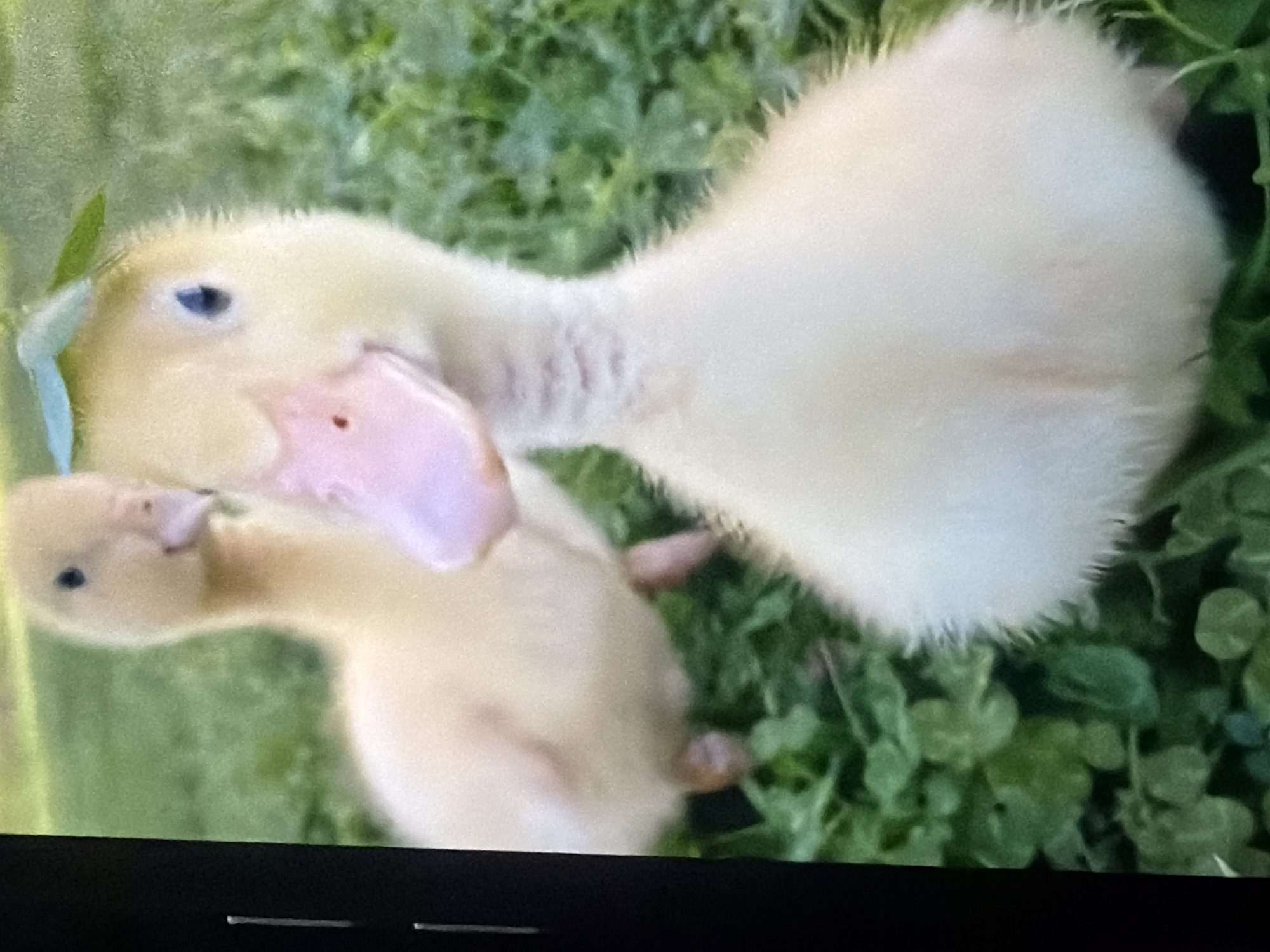 This is a close-up, eye-level, medium shot photograph of two yellow ducklings in lush green grass. The duckling in the foreground is facing forward and is in sharp focus, with its head tilted slightly to its left. It has a pink bill, dark eyes, and a bald patch on its neck. A small green leaf rests on its head. The second duckling is slightly out of focus and positioned behind and to the left of the first duckling, facing to the left. The background is entirely out of focus and consists of green foliage. The lighting is natural and appears to be daylight. The image quality is grainy. There are no discernible man-made objects or urban environmental features, suggesting a natural outdoor setting such as a park or backyard. The scene is static and depicts two young birds in their natural habitat.