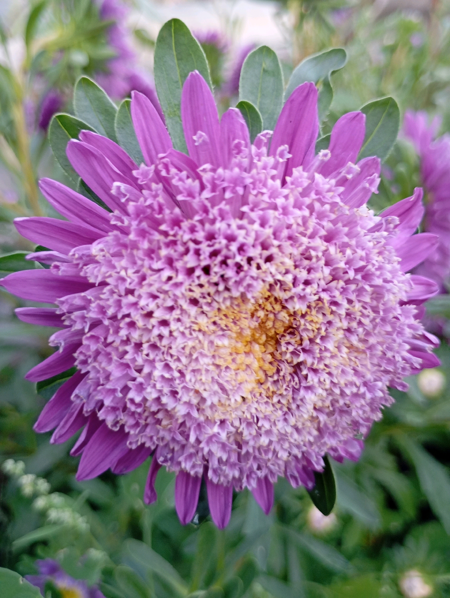 A close-up, eye-level shot showcases a vibrant purple aster flower in full bloom, dominating the foreground. The flower's head is a complex arrangement of tightly packed, ruffled petals in shades of lavender and violet, with a prominent cluster of yellow stamens at its center. Several broad, green leaves frame the flower. The background is softly blurred, revealing more out-of-focus purple flowers and green foliage, suggesting a garden setting. No people or specific landmarks of Horishni Plavni, Ukraine are visible in this image.