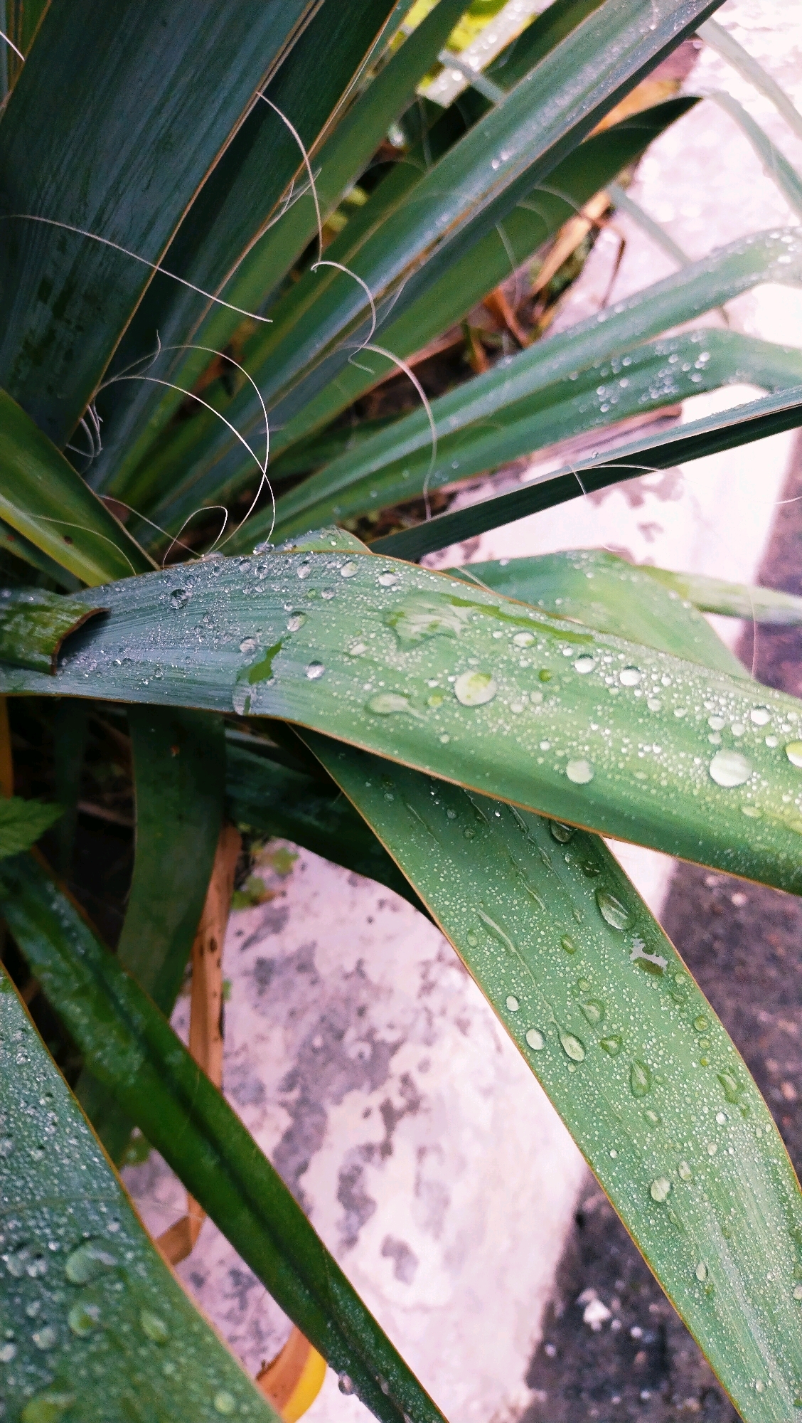 The image is a close-up, low-angle shot of green, blade-like leaves with numerous water droplets on their surfaces. The leaves are long and narrow, with some thin, curly tendrils extending from them. The droplets appear to be from recent rain or dew, reflecting the light. The background is blurred, showing a textured, light-colored surface that may be a stone planter or pavement, with some darker areas suggesting soil or shadow. The overall impression is one of nature and freshness, possibly after a rainfall in an urban setting.
The image does not contain any specific landmarks or features that can definitively place it within the city of Horishni Plavni, Ukraine. The scene is generic enough to be found in many outdoor locations.