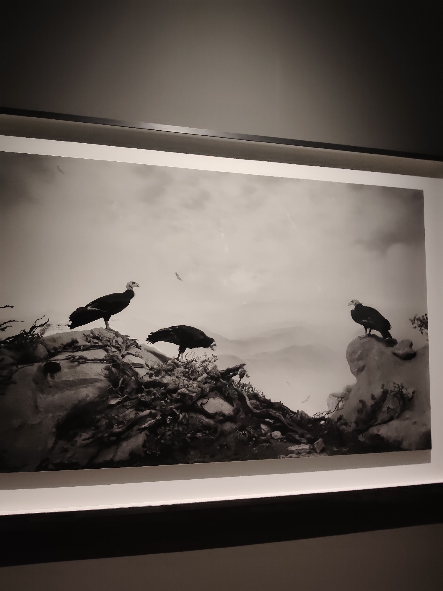 The image shows a framed black and white photograph of three condors perched on rocky terrain. Two condors are on a rocky outcrop in the foreground, one standing and looking to the left, the other with its head down. A third condor is perched on a separate rock formation to the right, facing left. The background depicts misty mountains and a cloudy sky. The photograph is displayed on a wall with a white frame and subtle lighting from above and below. The image does not show any identifiable landmarks or context that would suggest it is located in Singapore.