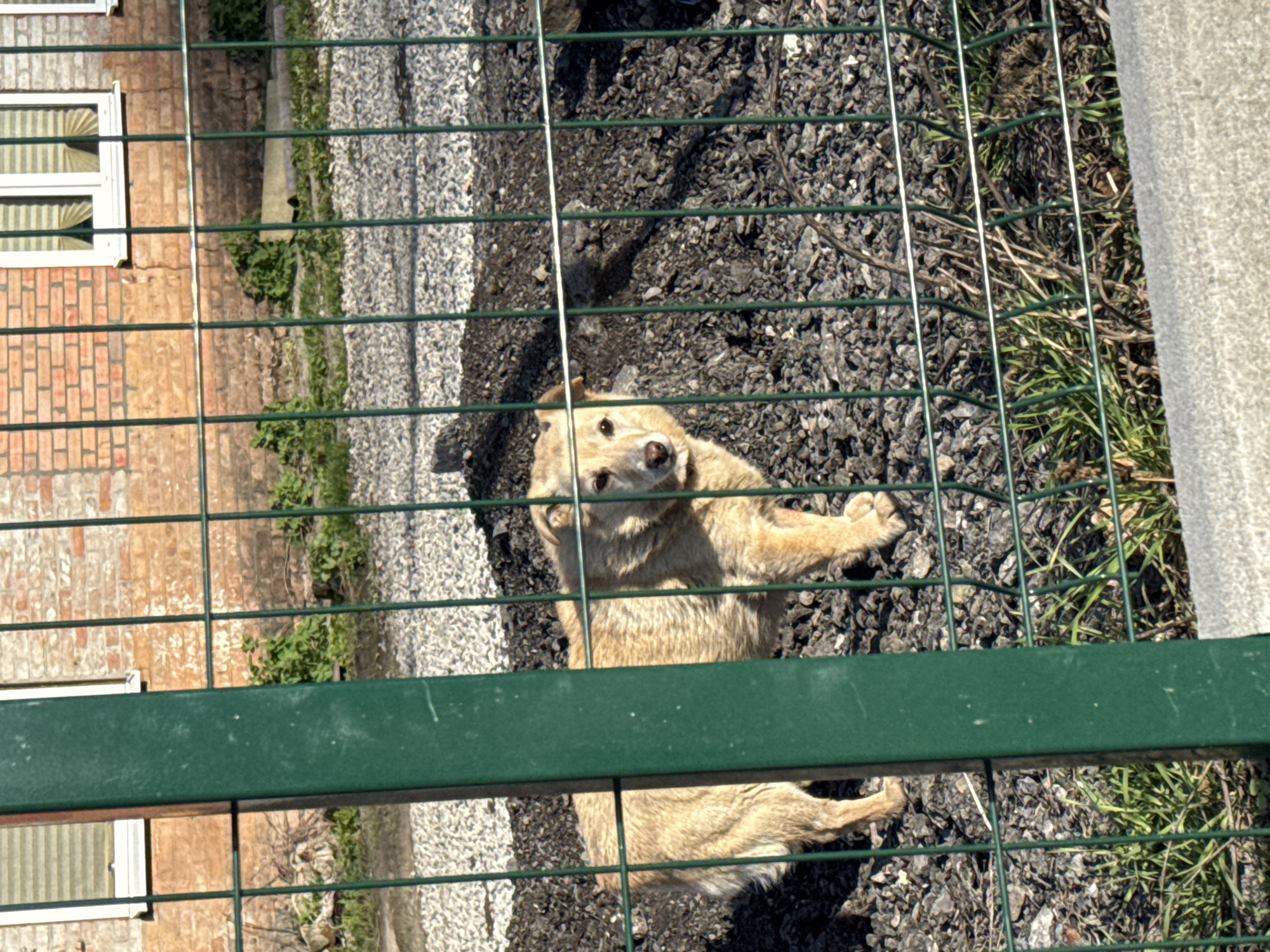 A tan-colored dog, partially visible behind a green wire fence, lies on gravel. The dog is looking up at the viewer, its head tilted. Behind the fence is a gravel area, some vegetation, and a building with a window. The location is Rostov-on-Don, Russia.