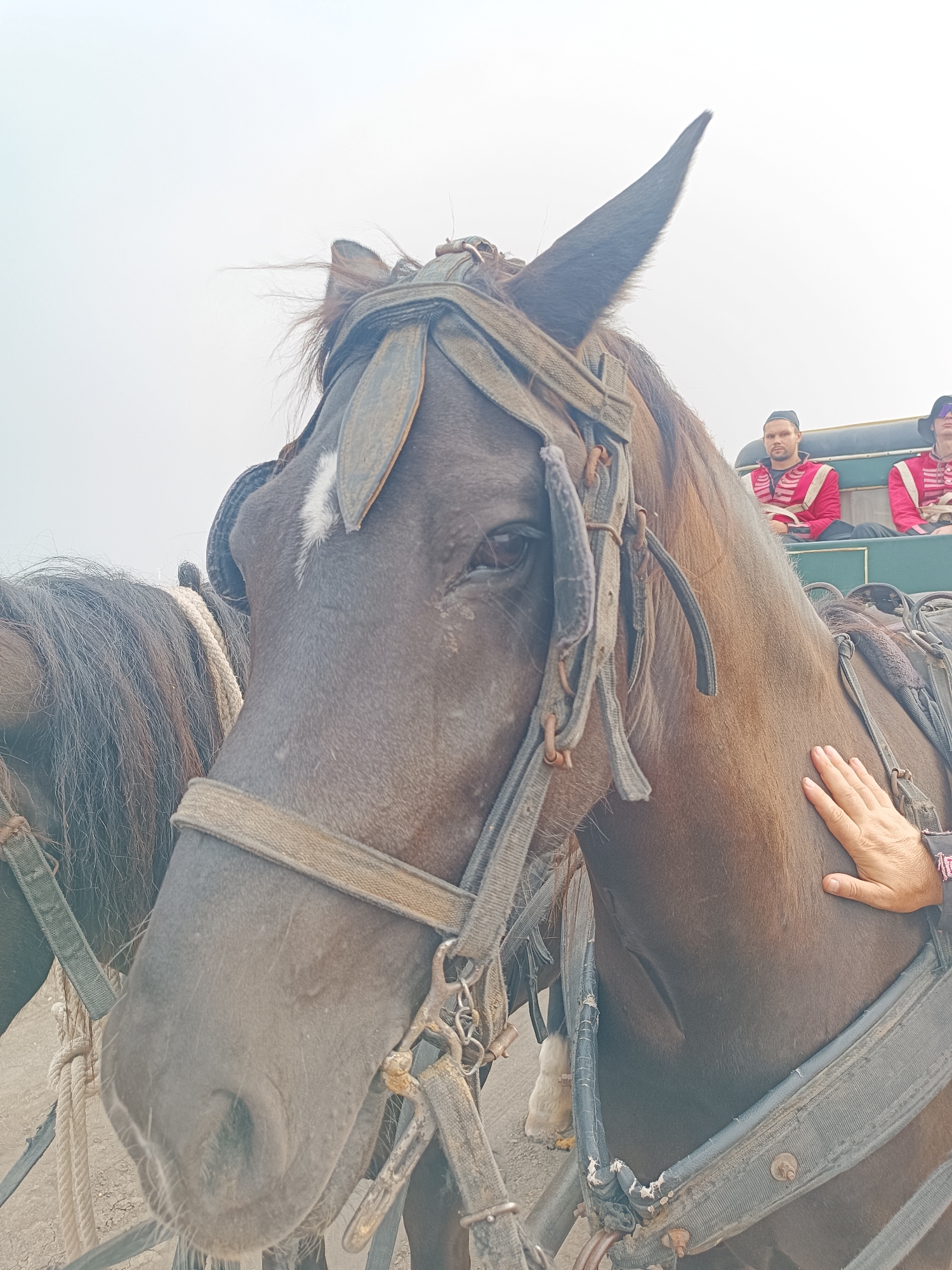 A close-up photograph taken in Kottalapalli, India, focuses on the head and forequarters of a dark brown horse, occupying the right two-thirds of the frame. The horse displays a white blaze on its forehead and is outfitted with an elaborate, worn canvas or leather bridle and harness system, featuring various straps, buckles, and rings. Its left eye is dark and visible, and its left ear is pointed upwards. A light-skinned human hand is gently placed on the horse's left shoulder/neck area. To the immediate left, a portion of a second horse's dark mane and a thick white rope element are visible. In the background, seated within a green carriage or wagon, two individuals are visible. Both wear distinctive red, historically styled uniforms with dark detailing and black caps. The sky above is uniformly bright and overcast, and the ground beneath appears to be a light-colored dirt or gravel surface.