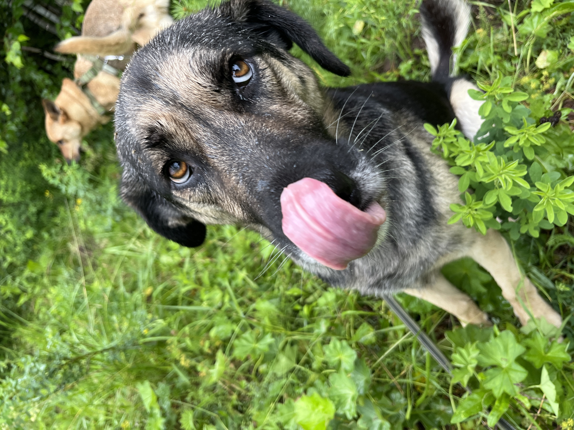 A close-up, eye-level shot shows a German Shepherd dog in a grassy outdoor environment. The dog's head is positioned in the foreground, with its tongue sticking out, as if it is licking its nose. Its eyes are a warm brown, and its fur is a mix of black, gray, and tan. Behind the main subject, a second dog, a lighter brown color, is visible in the background, wearing a green harness and looking to the left. Both dogs appear to be in a natural, wooded area, possibly a park or forest, with lush green grass and foliage surrounding them. The lighting suggests it is daytime, with soft, natural light illuminating the scene. The presence of two dogs and the natural setting indicate a recreational outdoor activity. There is no indication of the specific location within the city of Nizhny Tagil, Russia, nor any information about people present.