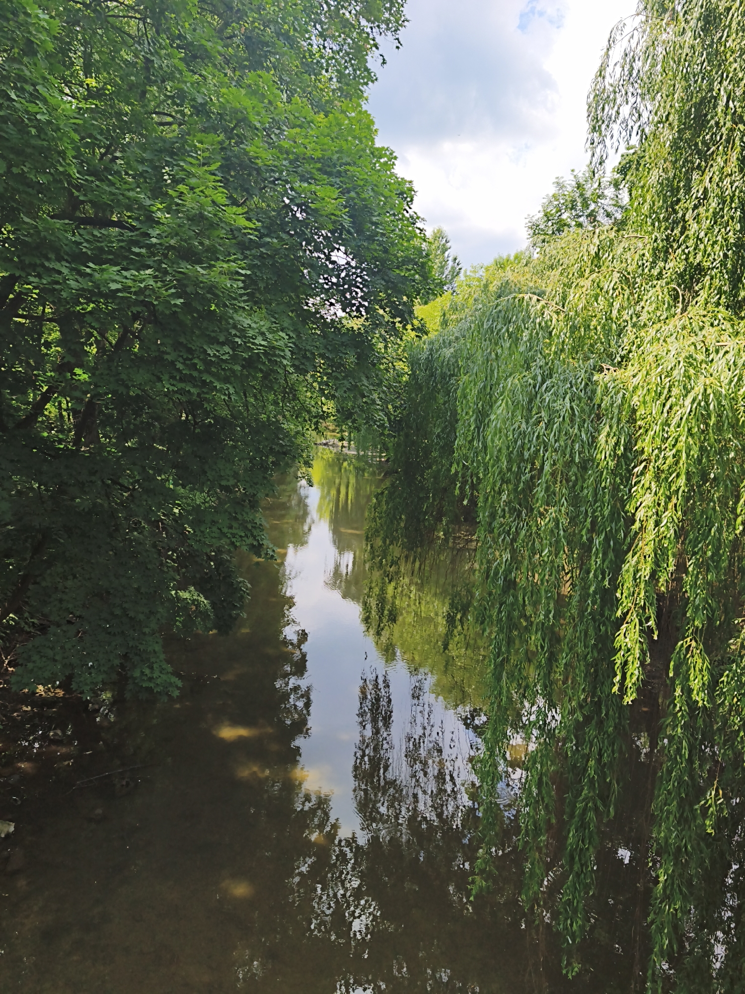 The image depicts a serene natural scene, likely a park or a riverbank, within the city of Ternopil, Ukraine. The foreground features a calm body of water, reflecting the surrounding lush greenery and the sky above. On the left bank, dense foliage from trees with broad leaves creates a shaded canopy. On the right bank, graceful weeping willow trees dominate, their long, slender branches cascading towards the water. The water itself appears murky, with some visible sediment and submerged objects. The sky above is a mixture of blue and white clouds, indicating a partly cloudy day. The overall impression is one of tranquility and natural beauty, characteristic of a well-maintained urban green space.