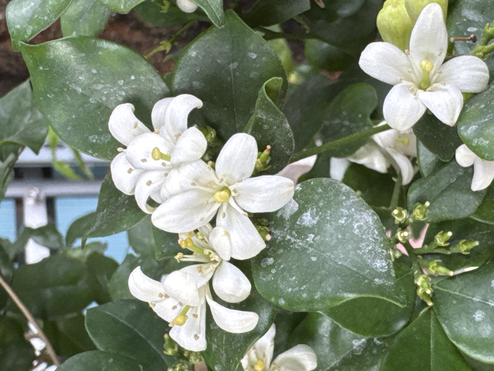 A close-up photograph shows several white flowers with green leaves. The flowers have five petals each and yellow stamens. The leaves are a deep green color and appear slightly dusty. In the background, hints of a light blue structure are visible, suggesting an urban setting. The image likely originates from Bac Nha Trang Ward, Vietnam, given the prompt's instructions. There are no people or interactions visible in the frame.