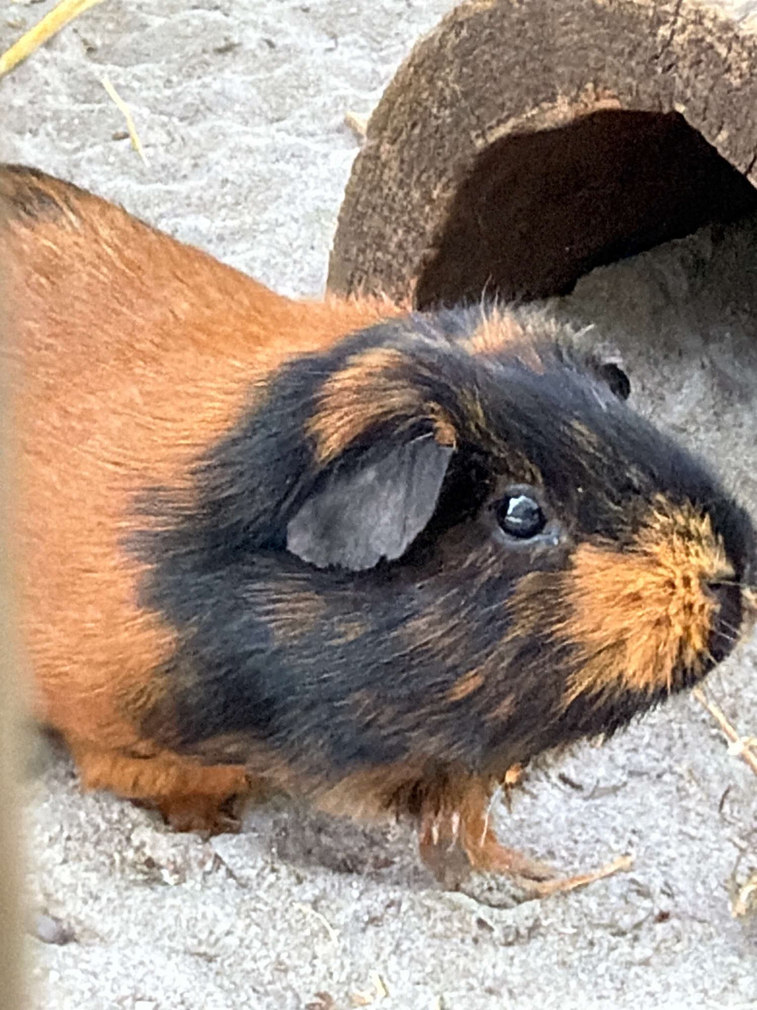 A close-up, slightly blurry, vertical, eye-level shot shows a guinea pig with brown and black fur. The guinea pig is positioned on sandy ground, with a dark, hollowed-out log or tunnel behind it. The guinea pig's right eye is visible, reflecting light. Its ears are small and its snout is light brown. The background is composed of sand and a portion of the log. The image does not provide information about a specific location in Esch-sur-Alzette, Luxembourg.