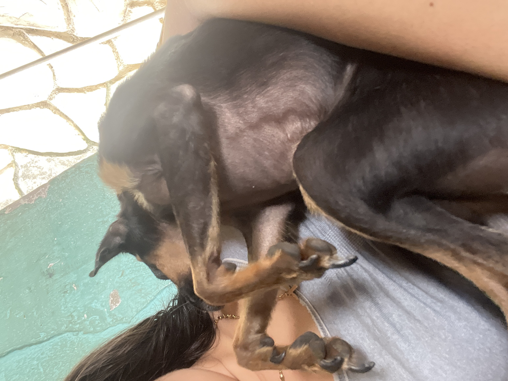 The image shows a person holding a small black and tan dog. The person's dark hair is visible on the left side of the frame. The dog is curled up, resting its head on its paws, and appears to be asleep or relaxed. The dog's body is mostly black with tan markings on its legs and face. The person is wearing a light gray tank top with a beaded necklace. The background consists of a teal-colored wall on the left and a stone wall with diagonal bars or pipes on the right. The scene appears to be outdoors, possibly on a porch or patio. The location is identified as Juan Griego, Venezuela.