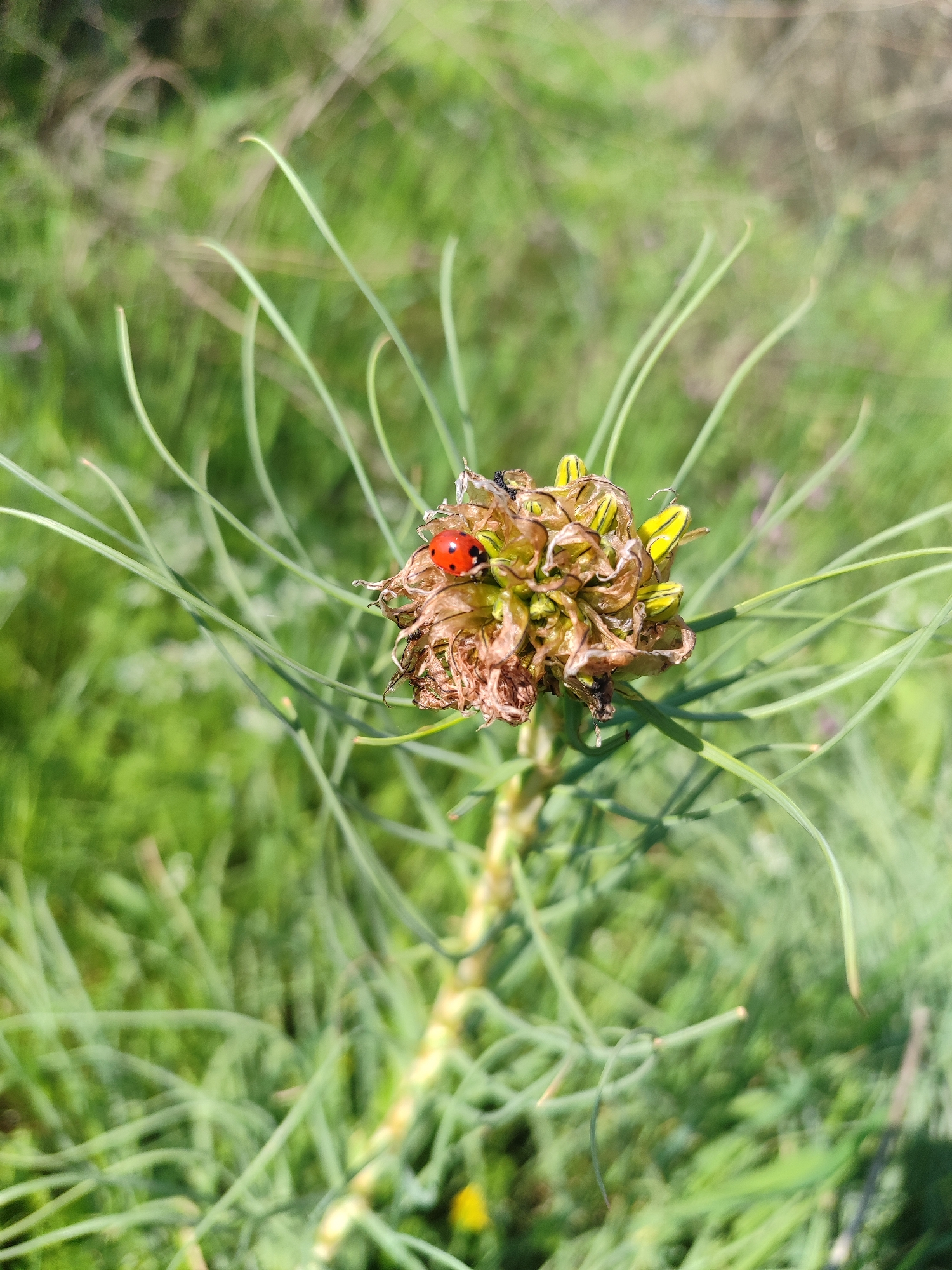A close-up, eye-level shot shows a seedhead of an Allium plant with thin, grass-like foliage. The seedhead has dried, papery, brown bracts with some segments showing a yellow color. A red ladybug with black spots is resting on the seedhead. The background is blurred green grass. The image was taken in the city of Burgas, Bulgaria.