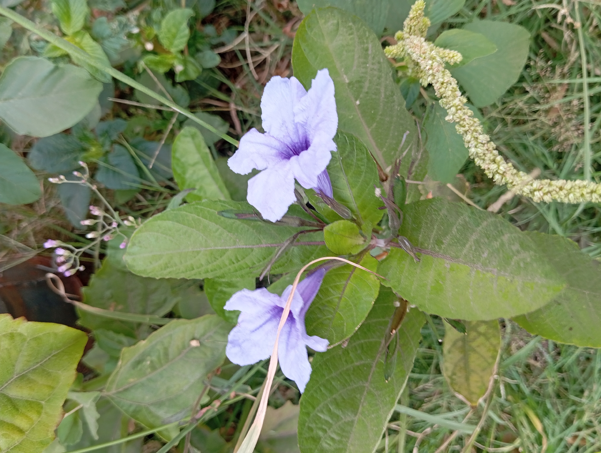 Two light purple flowers with darker purple veining in their throats are the main subjects of this image. They are positioned centrally and appear to be of the same plant, which has large, green, textured leaves. The flowers have delicate, ruffled petals. To the right of the flowers, a cluster of small, light green flower buds or seeds forms a drooping raceme. The background is filled with various green leaves and some dry, straw-colored grass, suggesting an outdoor, natural environment. The overall scene depicts a close-up view of flora, likely in a garden or natural setting within Lemahbang, Indonesia.